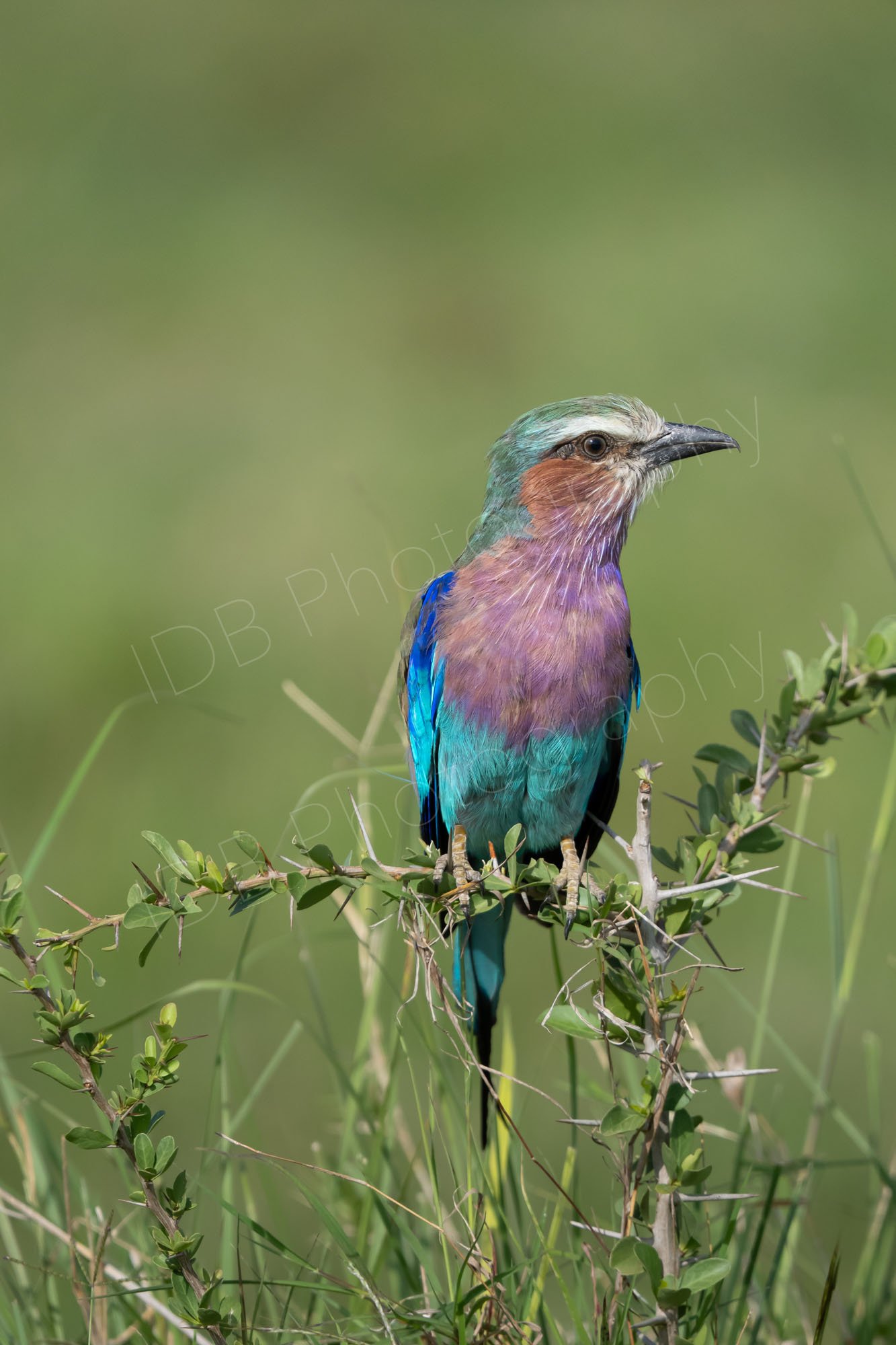 Lilac-breasted roller bird (Coracias caudatus) sitting on a spiky bush with blurry green background. Masai Mara, Kenya.