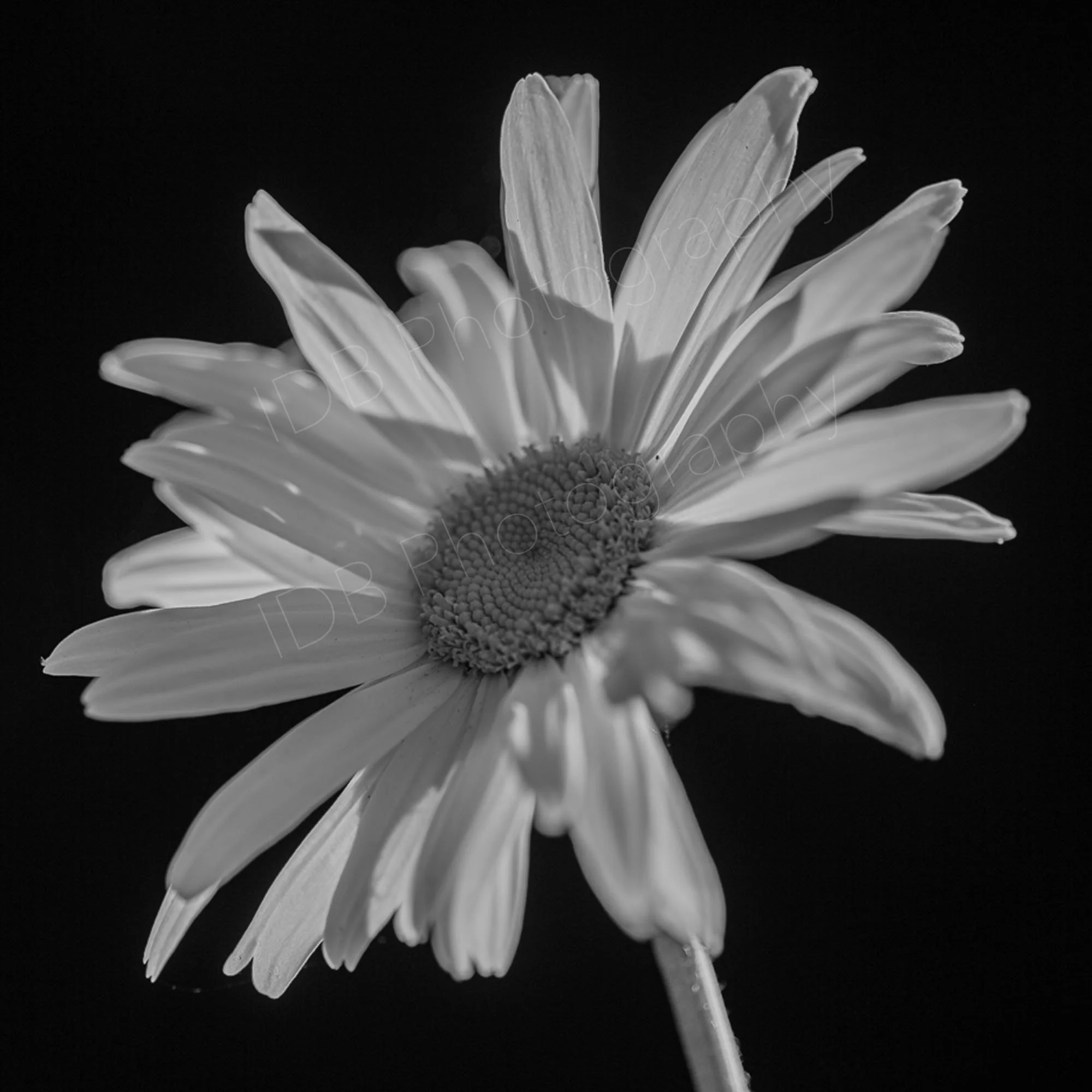 A monochrome image of a Shasta daisy on a black background.
