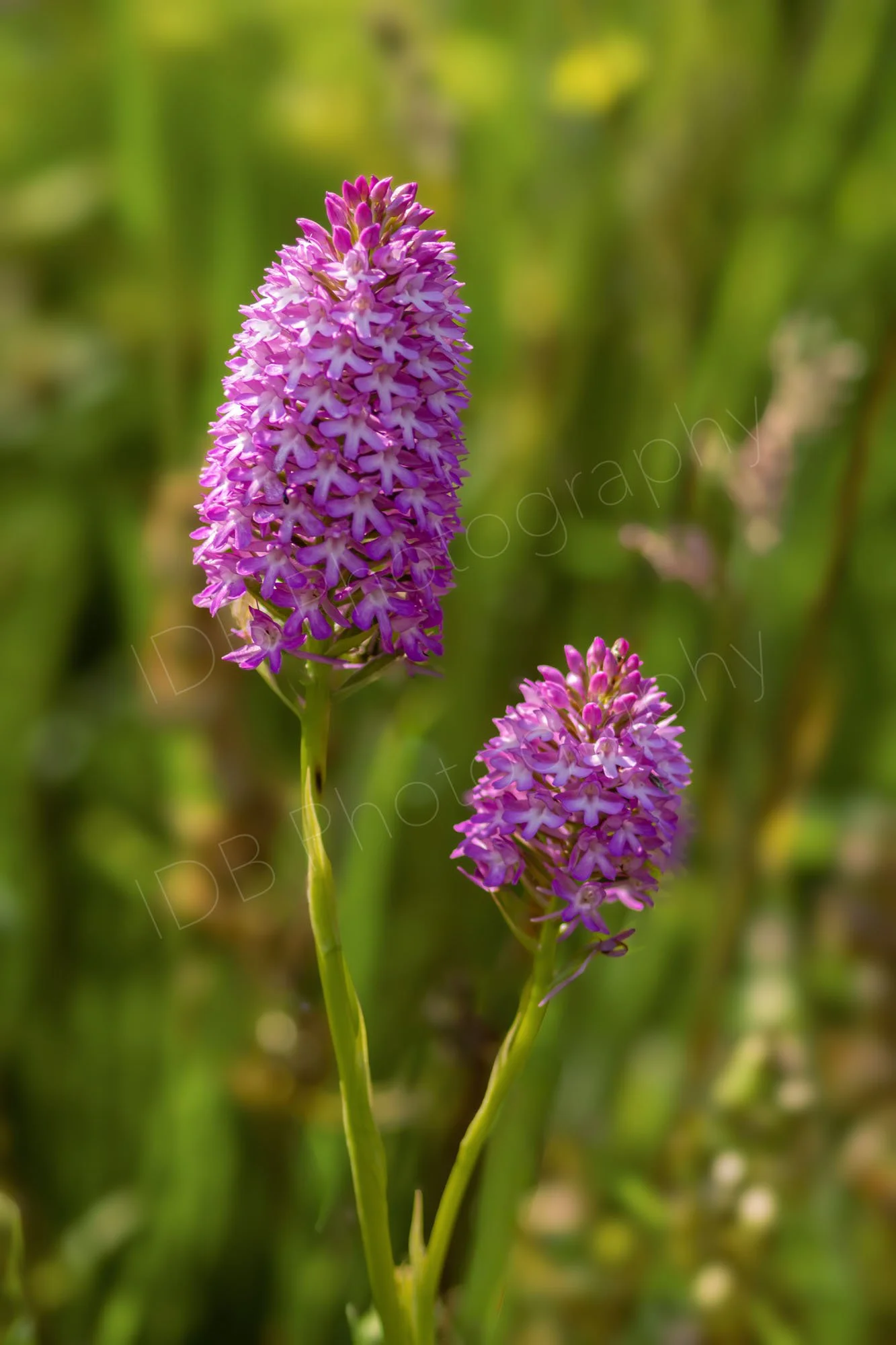 A group of two Pyramidal Orchids (Anacamptis pyramidalis) with a hazy course grassy background. Kent, UK.