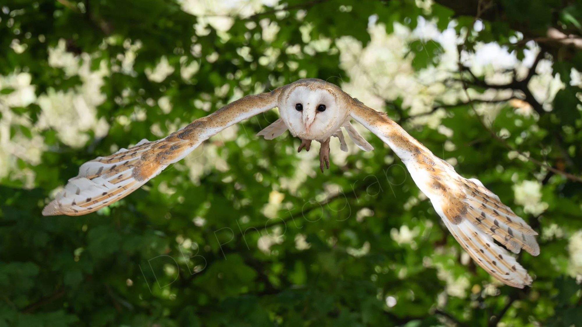A Barn Owl (Tyto alba) in flight towards the camera, wings extended partially downwards in Kent, UK, wooded background.