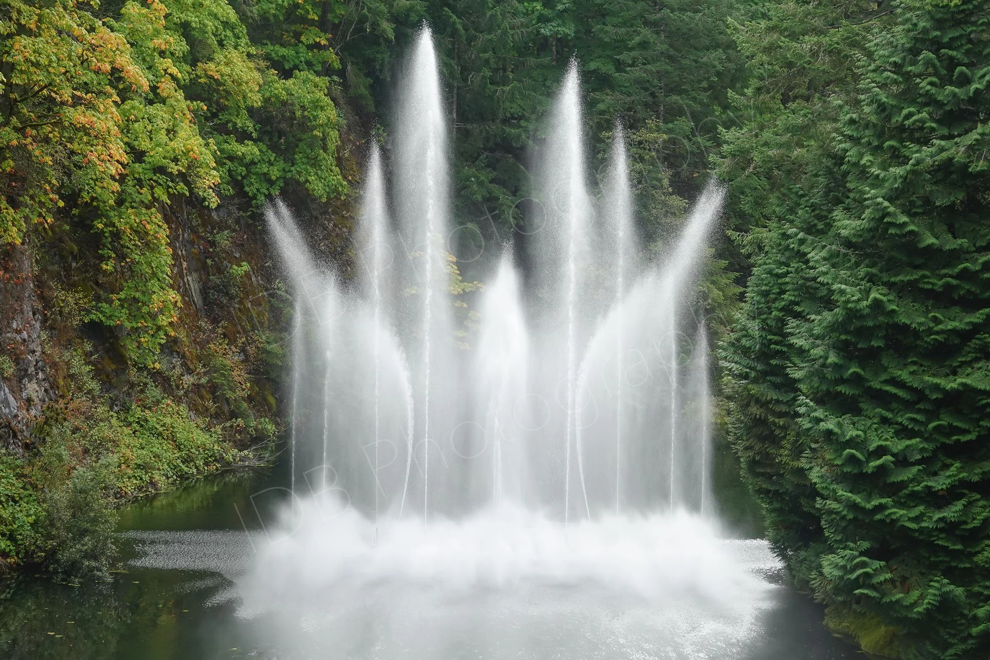 A dancing water fountain at Butchart gardens, Victoria, Vancouver Island, BC, Canada.