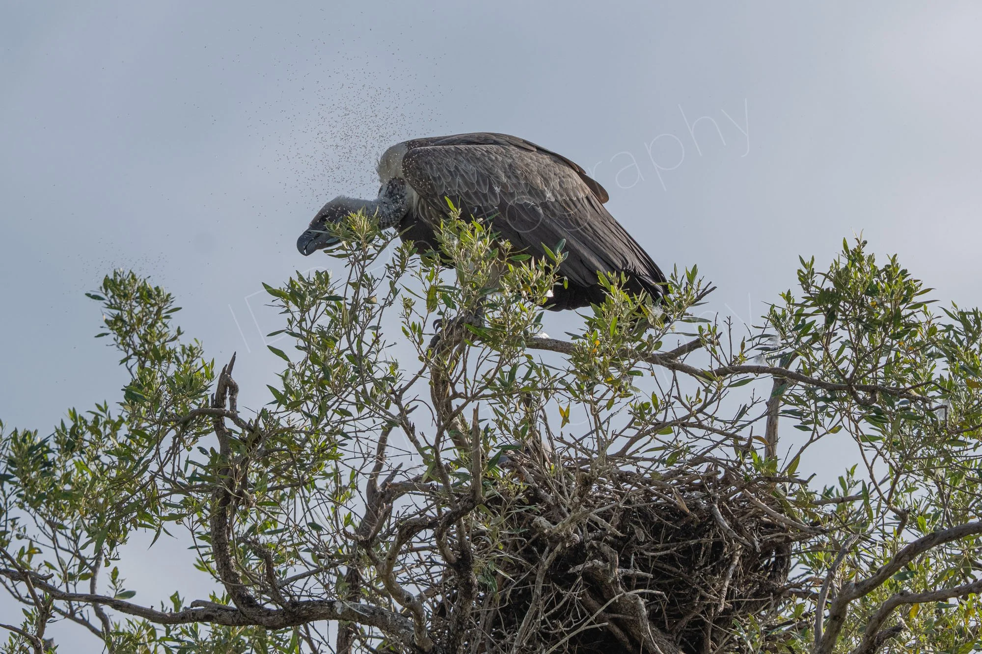 African White-backed vulture (Gyps africanus) on a tree-top surrounded by flies at the Masai Mara, Kenya.