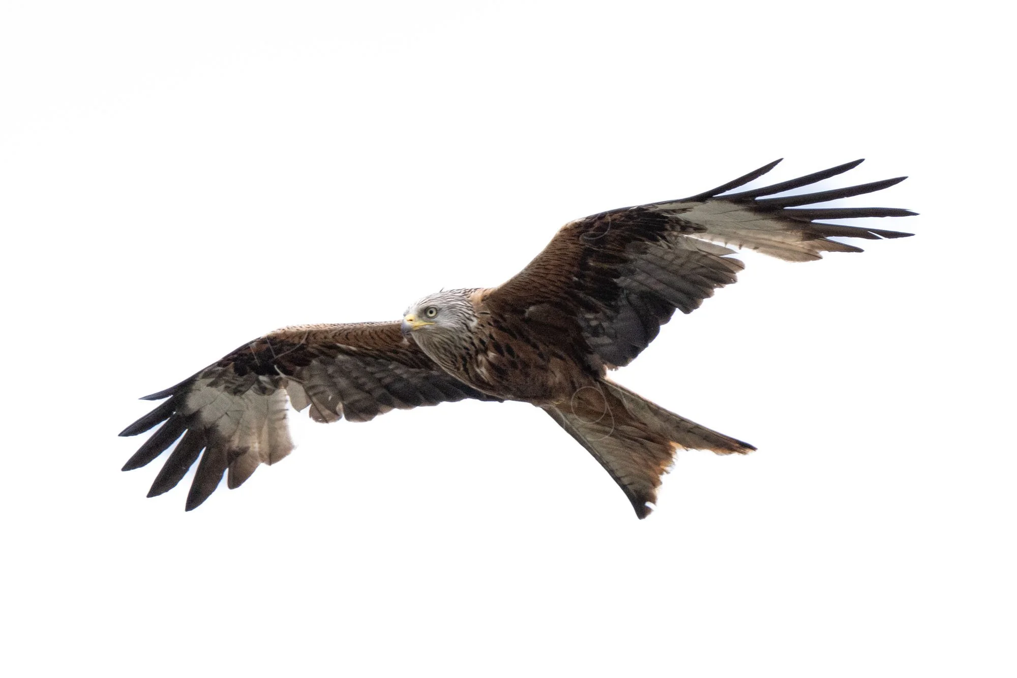 High key image of a Red Kite (Milvus milvus)  in flight on a plain white background. Buckinghamshire, UK.