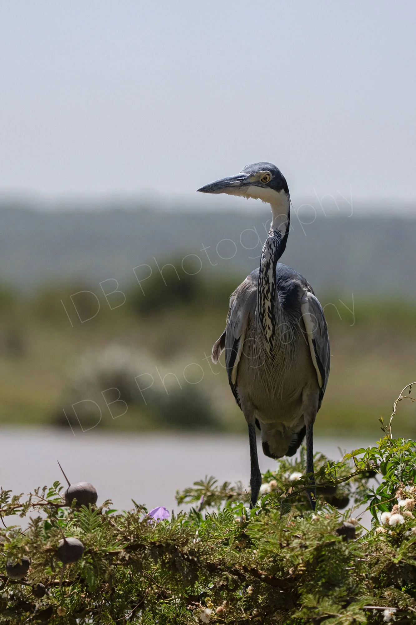 Black-Headed Heron (Ardea melanocephala)  standing on a bush with water, vegetation and sky in background. Nairobi, Kenya.
