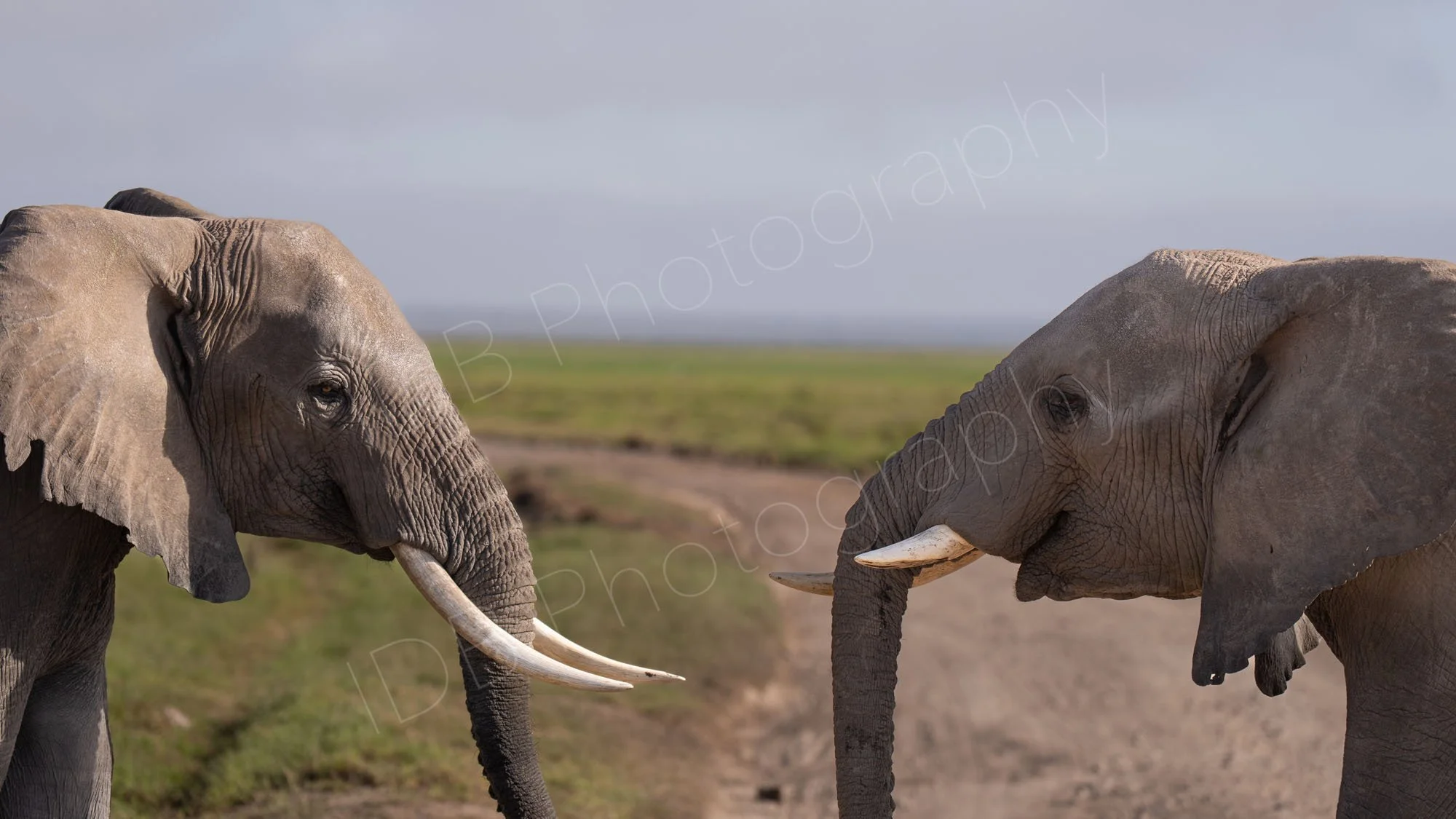 Two elephants face to face, heads only in shot, Amboseli, Kenya.