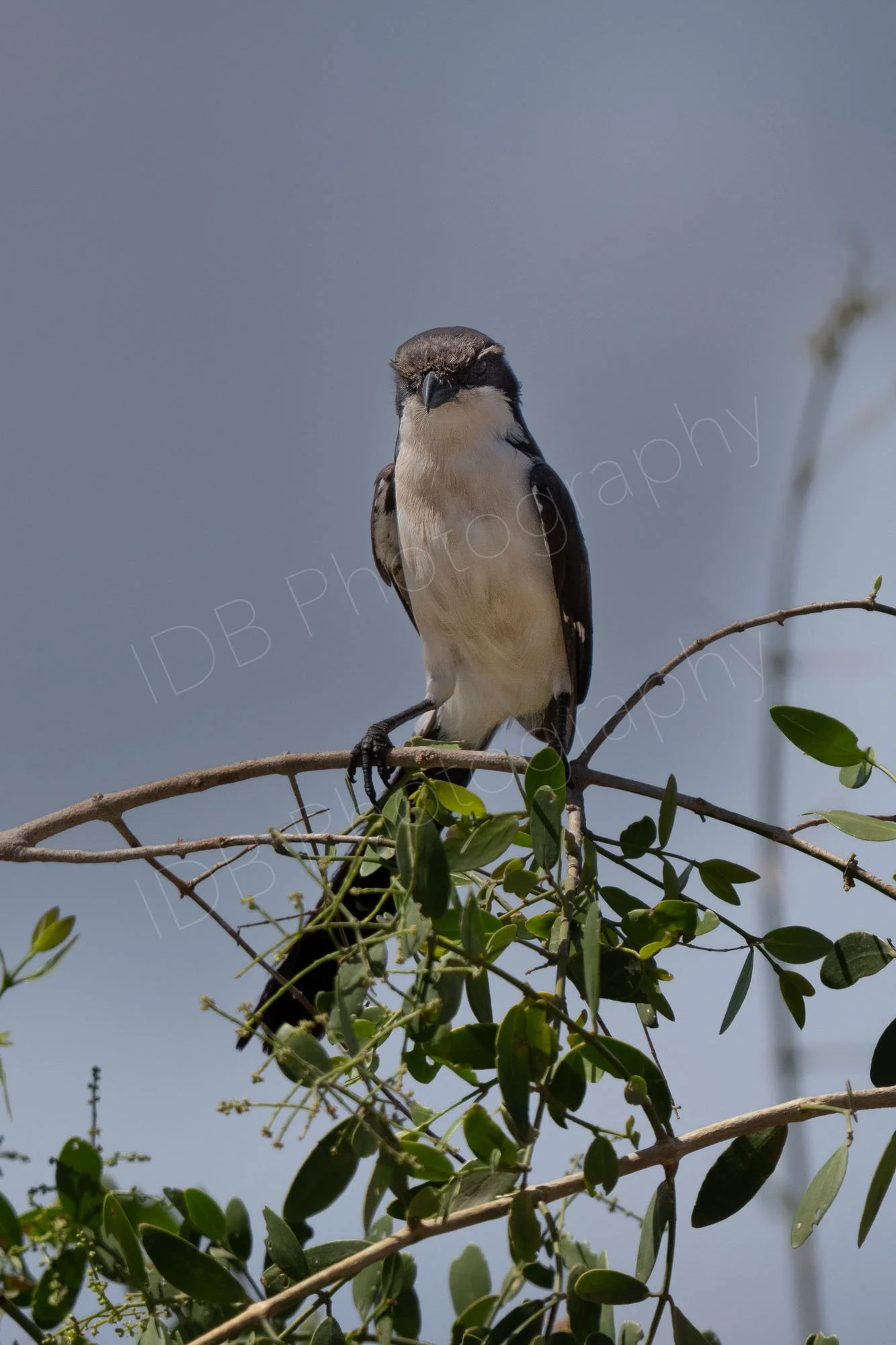 Long tailed Fiscal bird (Lanius cabanisi), Lake Nakuru, Kenya.