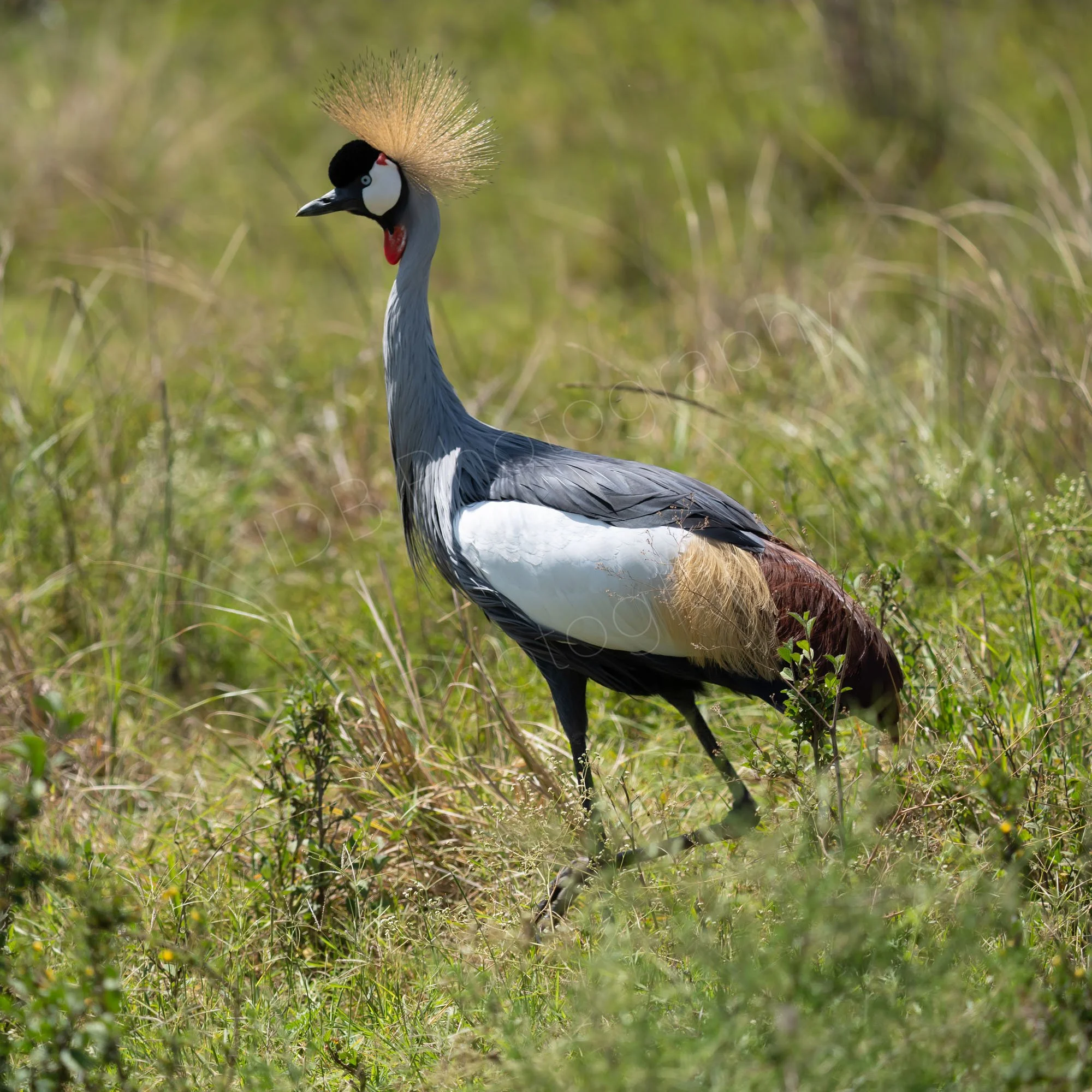Crowned Crane (Balearica regulorum) in grassland,  Nairobi, Kenya.