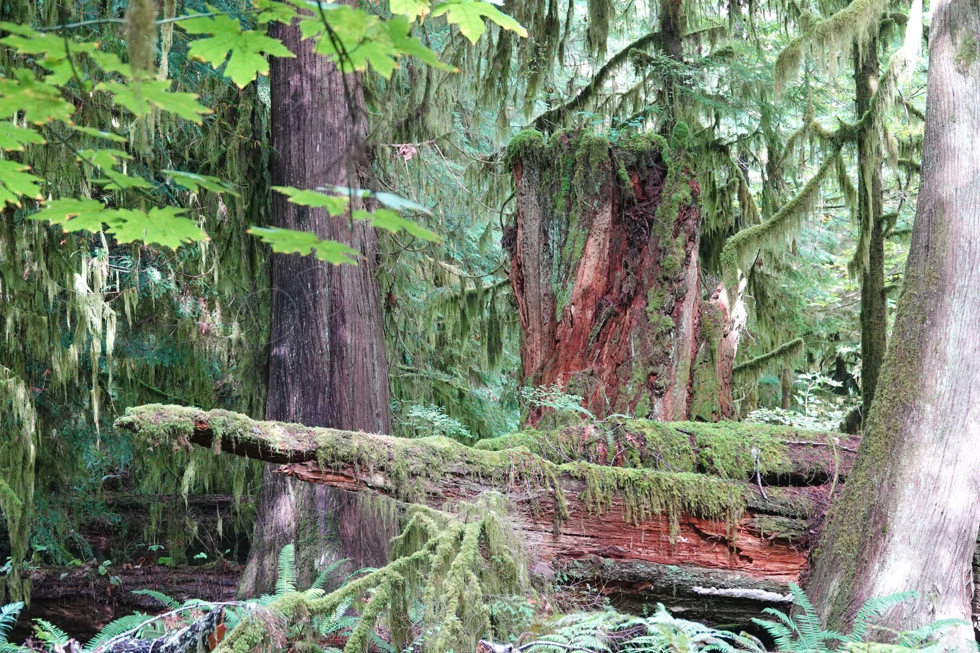 Picturesque thick lichen hangs from upright and fallen trees at Cathedral Grove, MacMillan Park, Vancouver Island , BC. 1.