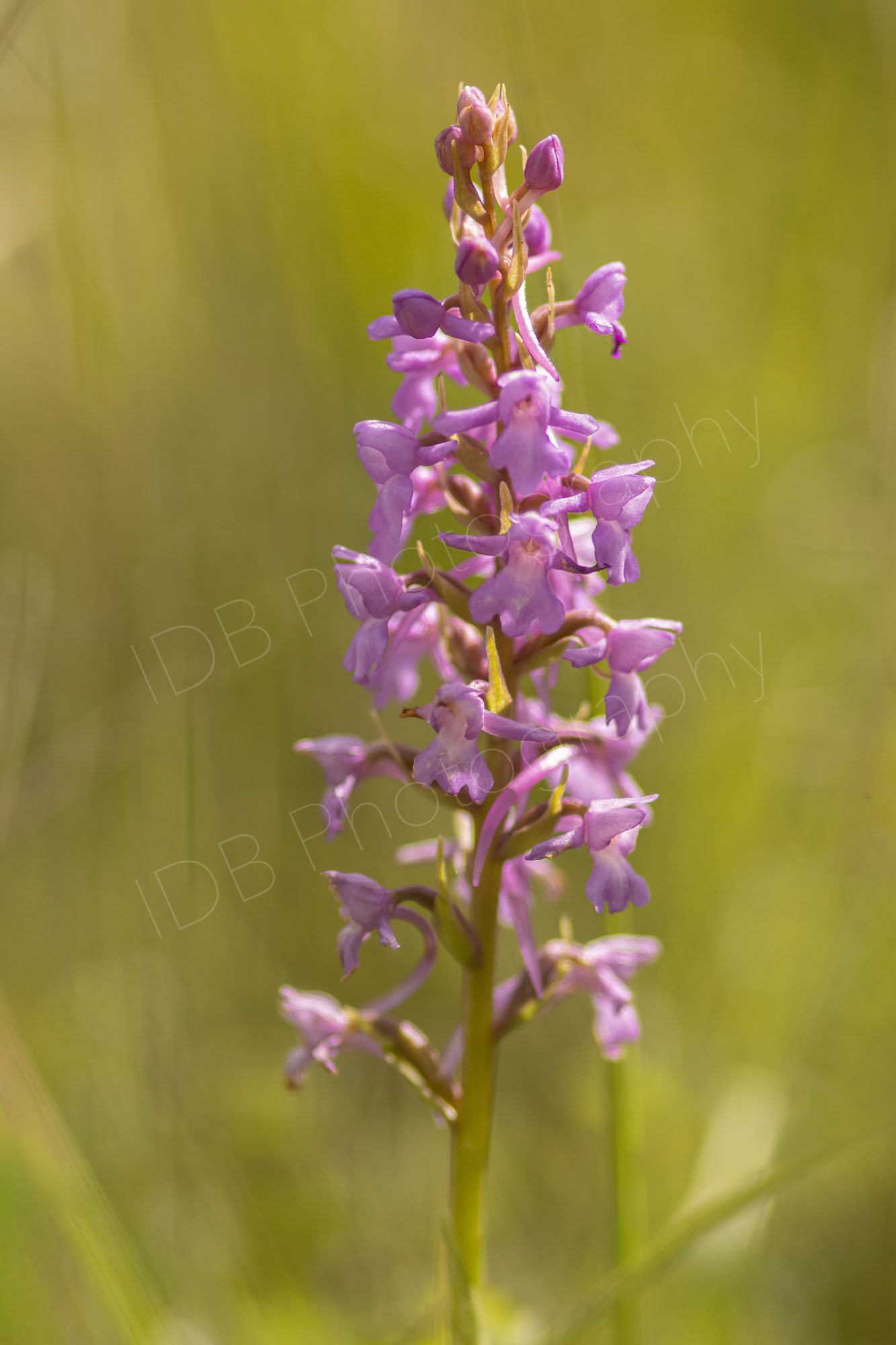 Common Fragrant-orchid (Gymnadenia conopsea) with a golden bokeh background. Kent UK.