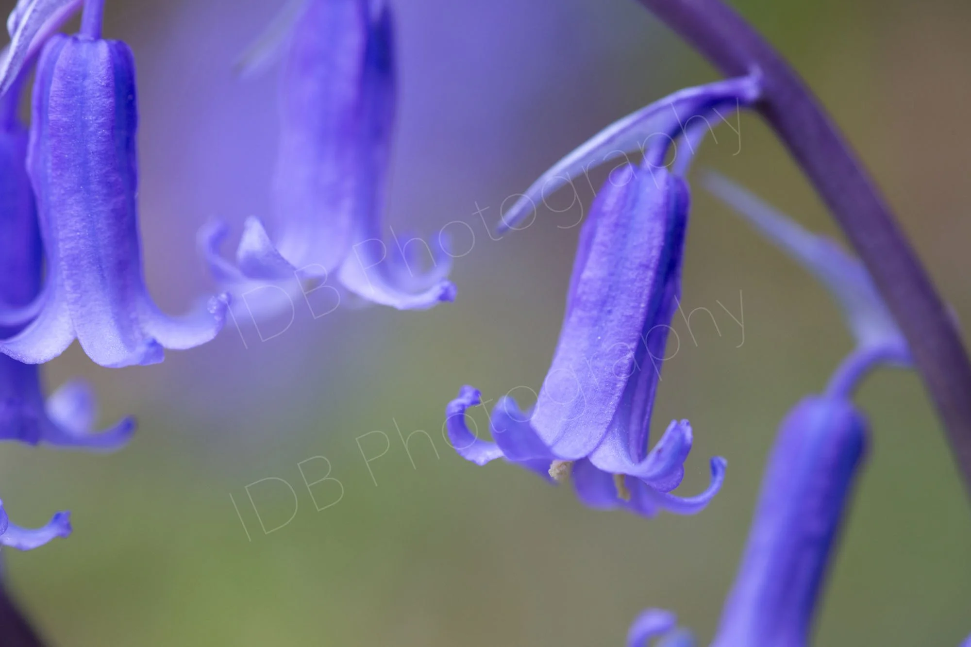 Close up of flowers of an English Bluebell (Hyacinthoides non-scripta)  with blue and green bokeh. Kent, UK.