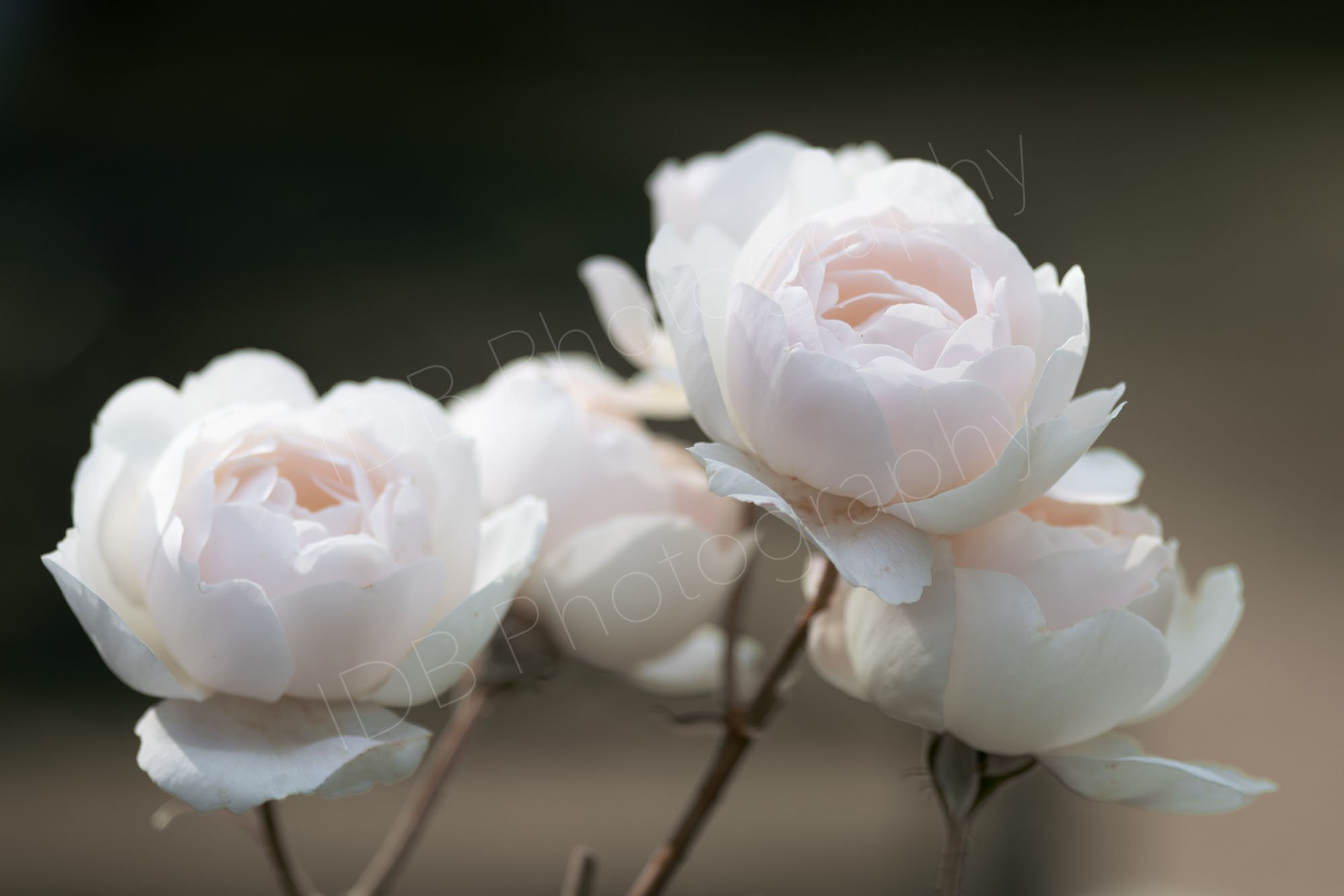 A cluster of Desdemona rose flowers on a faded brown background.