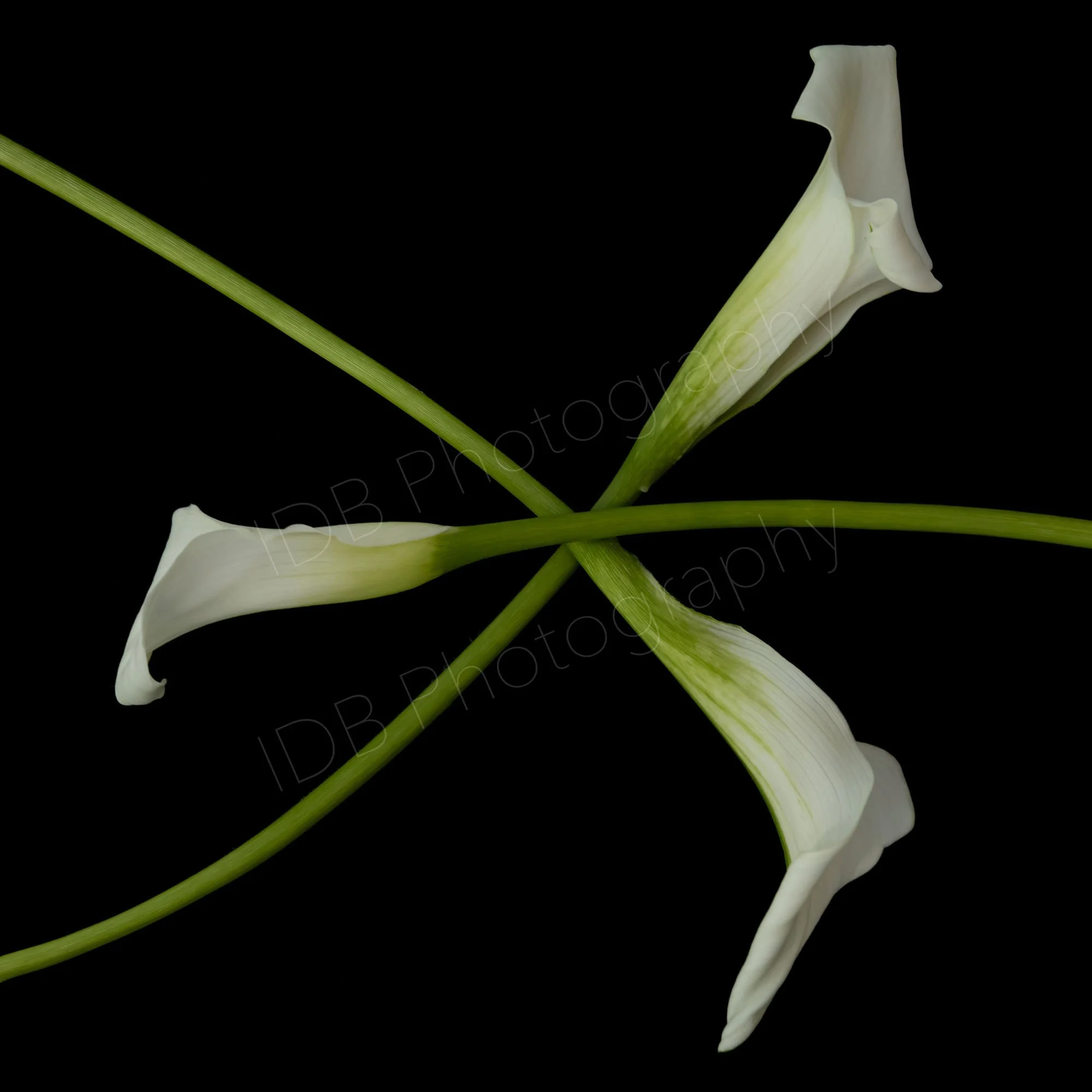 A group of three white calla lily  (Zantedeschia aethiopica) spathes and stems on a black background, arranged geometrically.