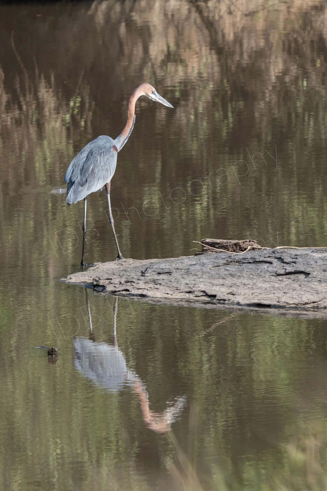 Goliath Heron (Ardea goliath), standing on a rock in a pond with it's reflection in the foreground. Taken in the Masai Mara, Kenya.