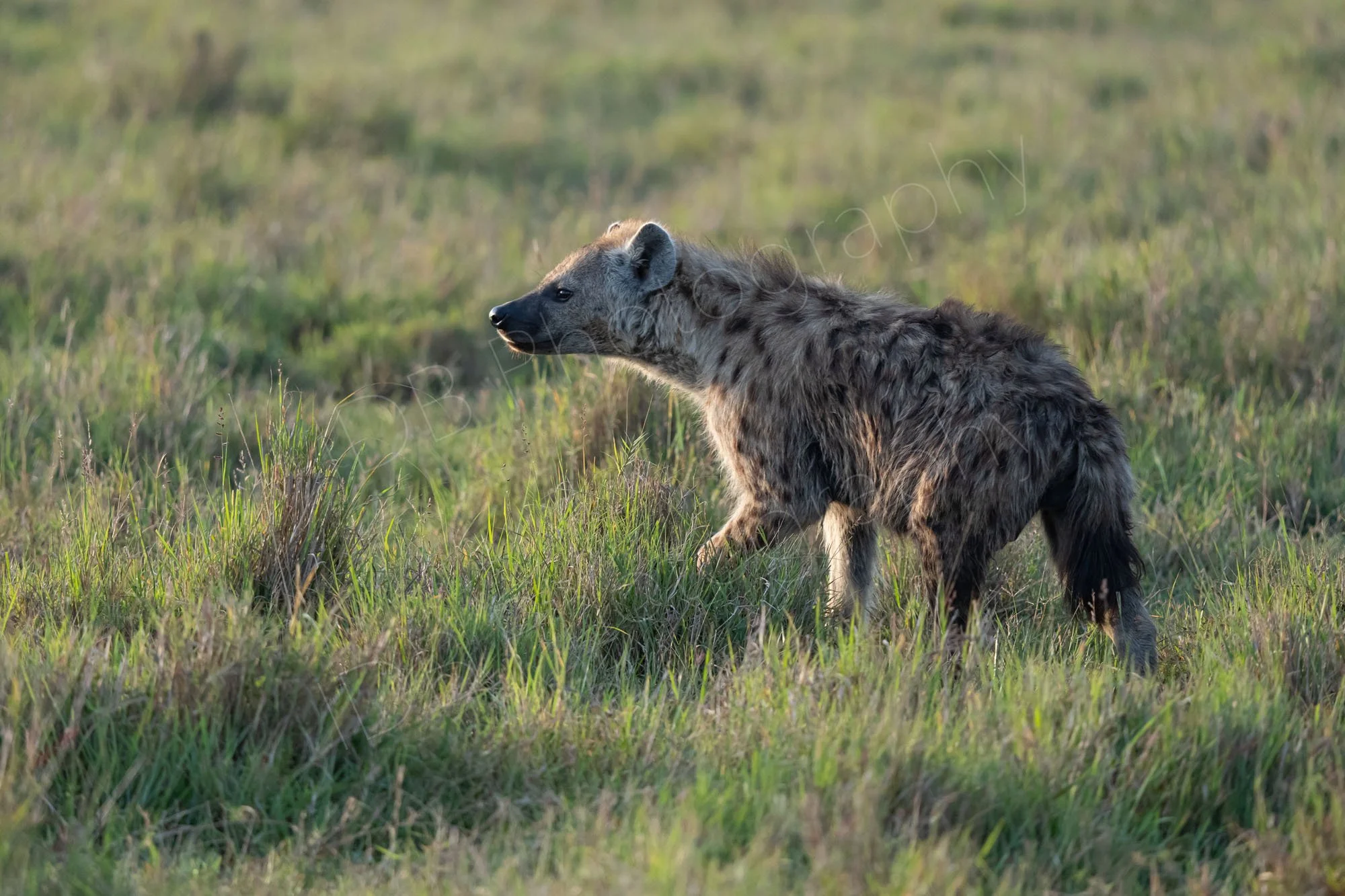 Spotted Hyena on the prowl in grassland, Masai Mara, Kenya