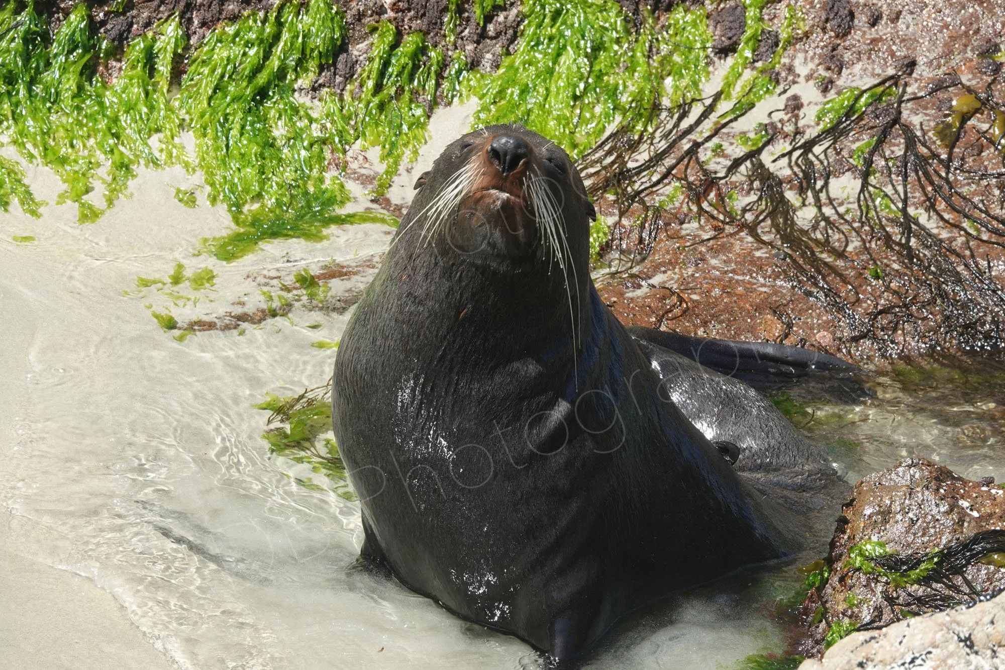 New Zealand Fur Seal sitting in shallow water nose pointing skywards. Allans Beach, Dunedin. 