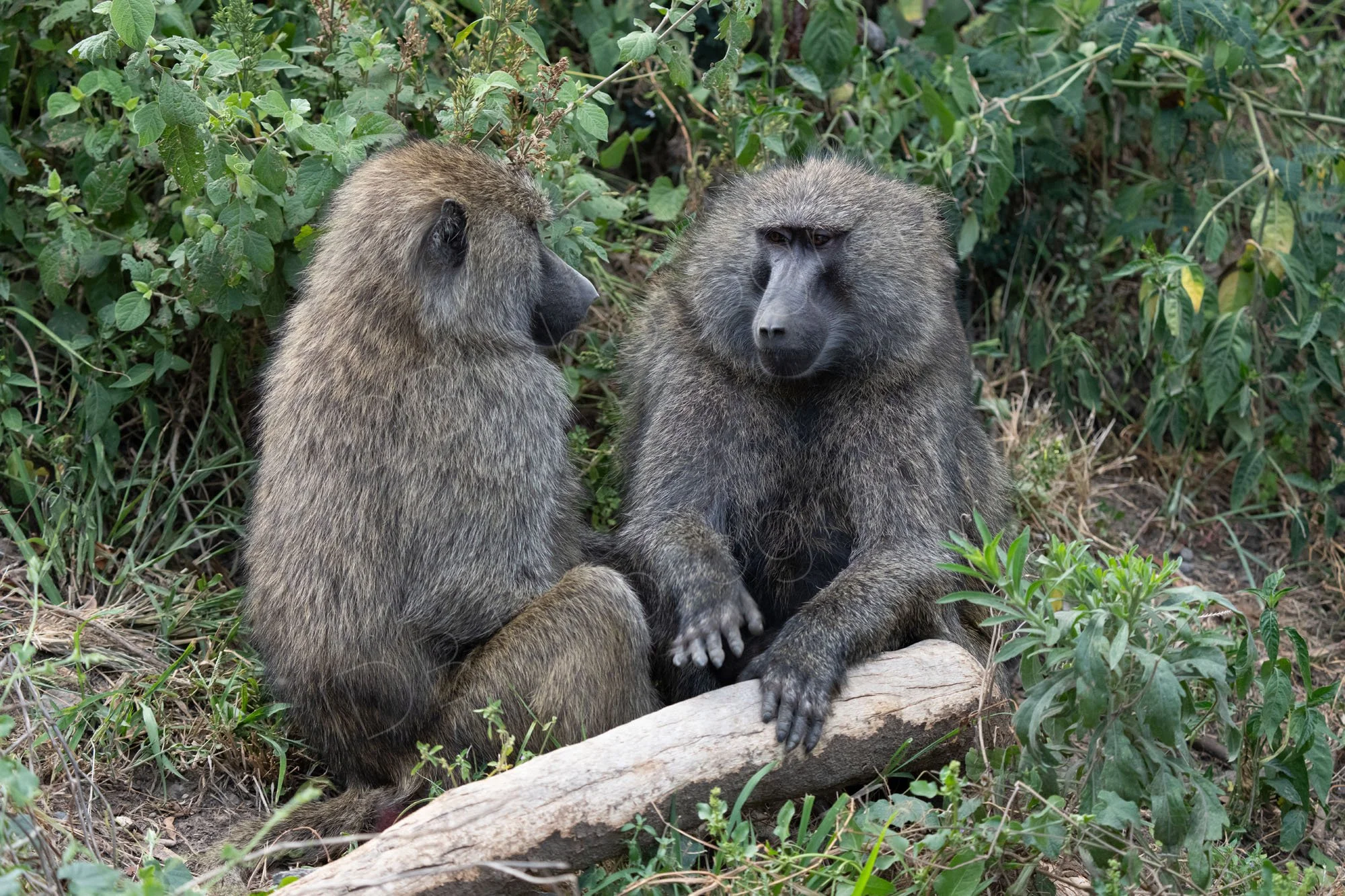 Two Olive Baboons sitting together,  Lake Nakuru, Kenya.