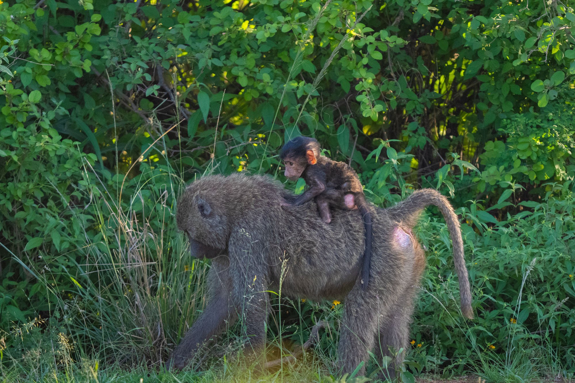 Olive baboon carrying baby on back, green shrubs behind. Nairobi, Kenya.