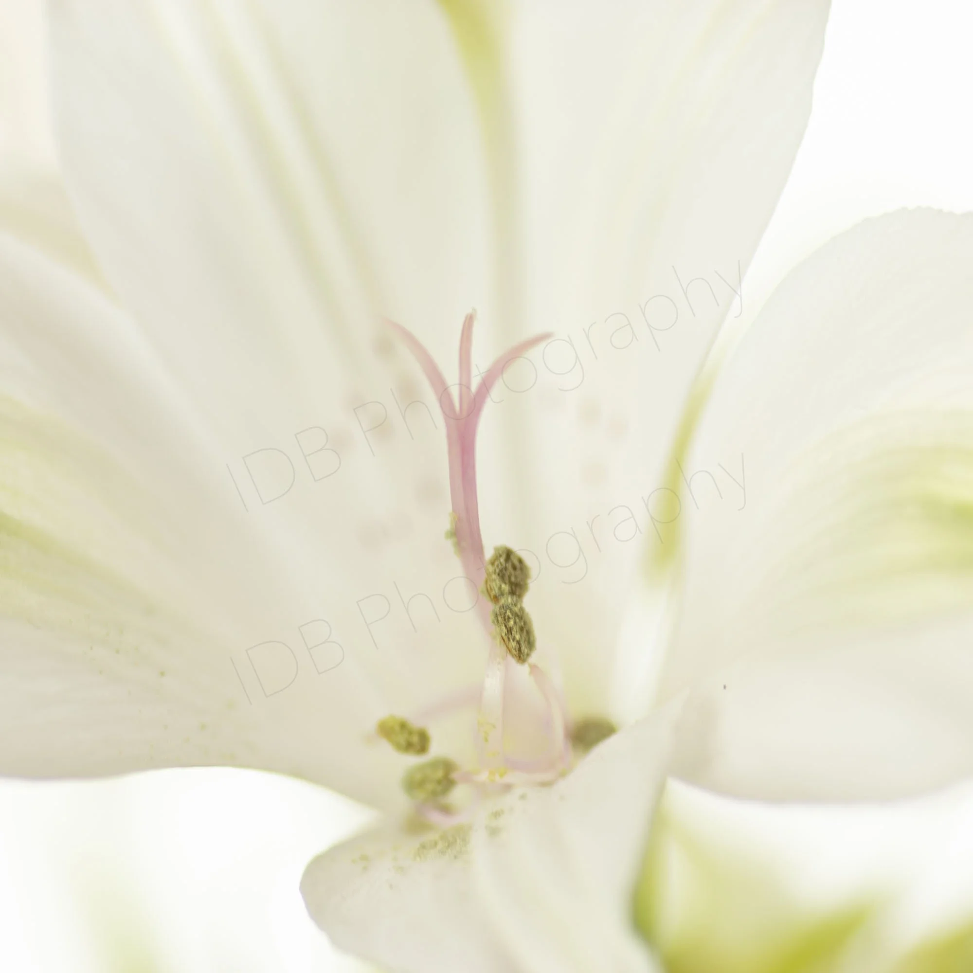 A close-up high key image of a white alstromeria flower, possibly Alstroemeria Charmelia White.
