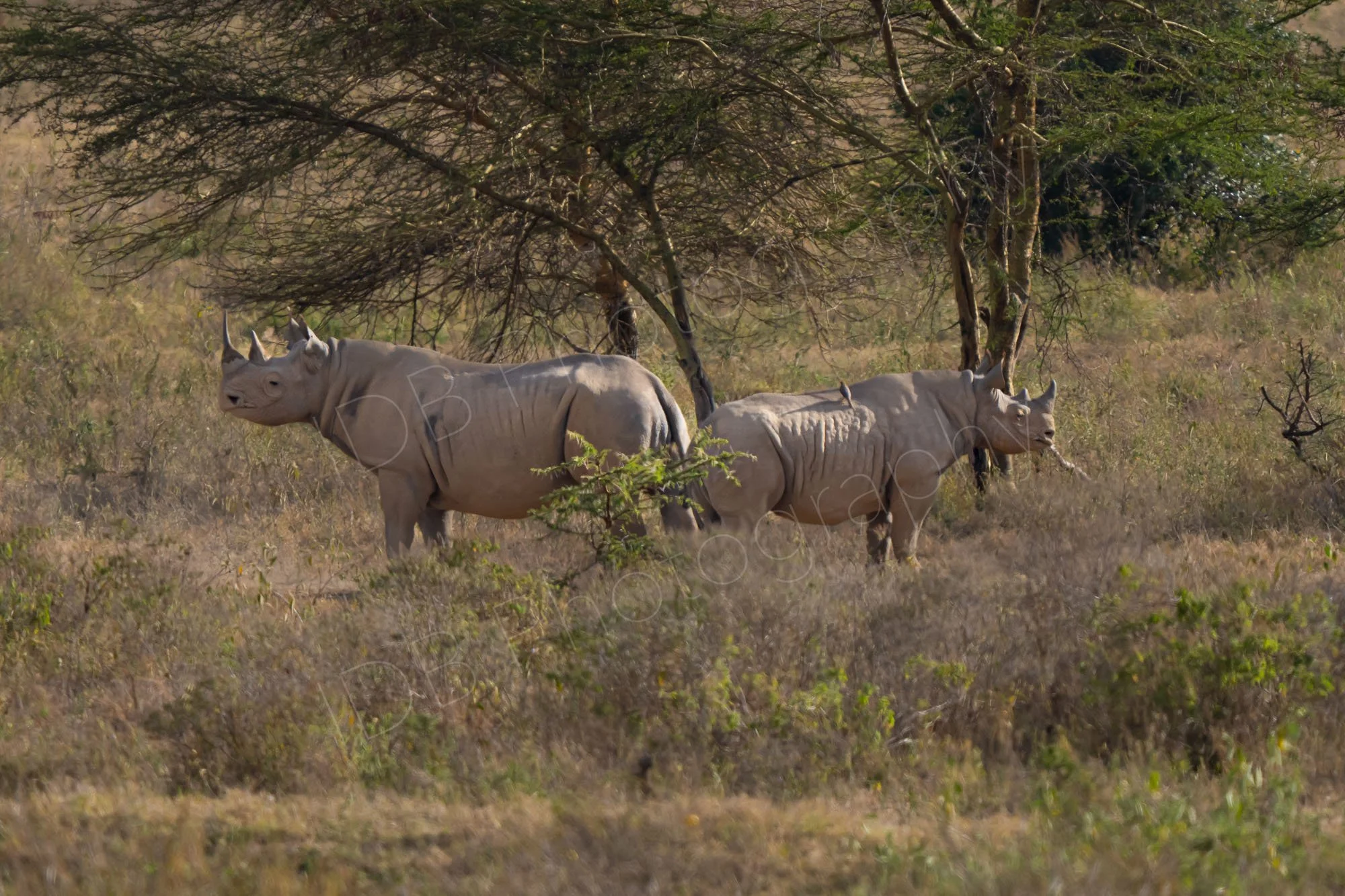 Two black rhino, Diceros bicornis, facing away from each other in sunshine.. Both covered in dried mud, Lake Nakuru, Kenya.