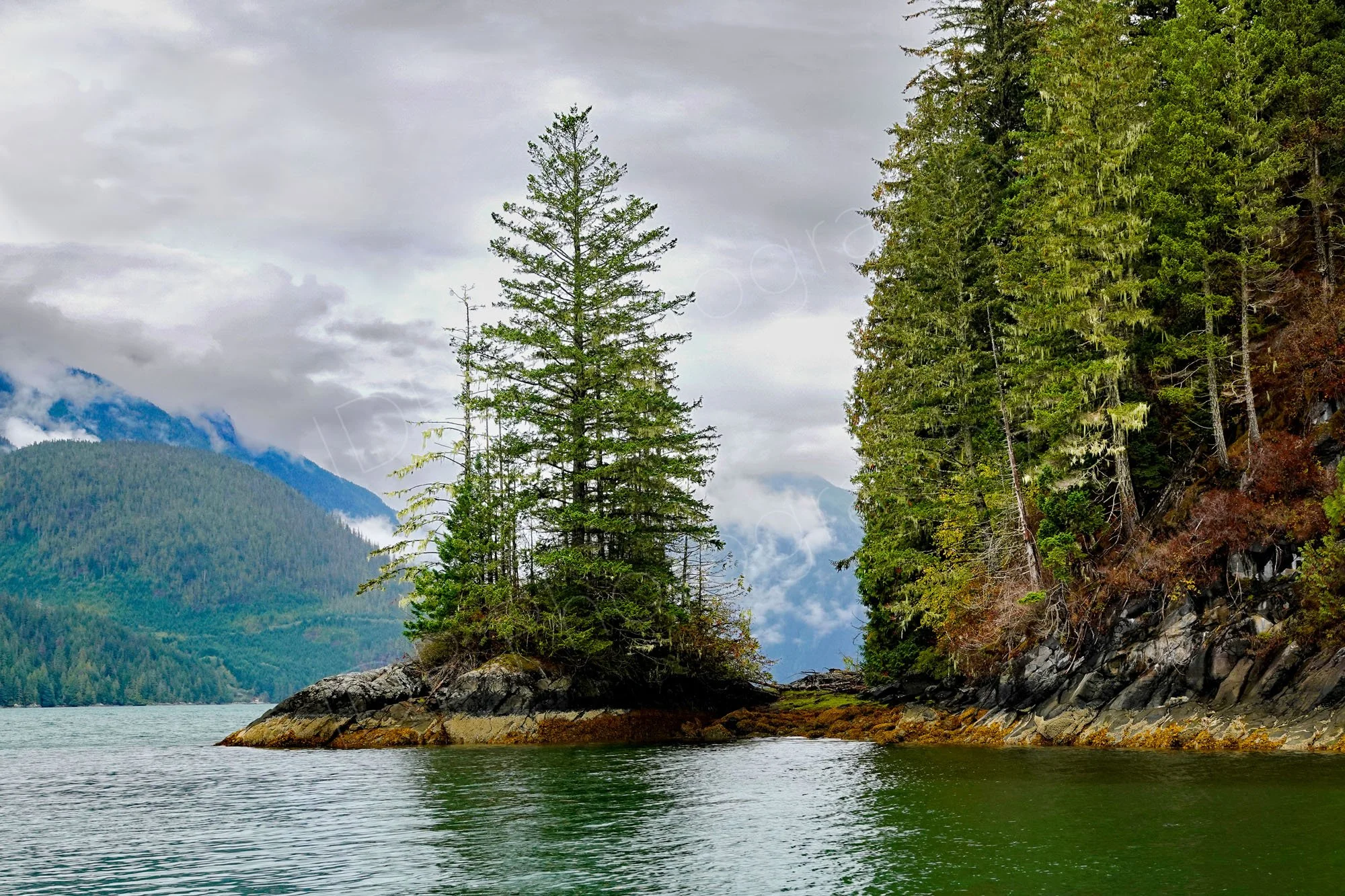 A group of conifers grow out of a small rocky peninsula into the waters around Blackfish Sound, British Columbia.