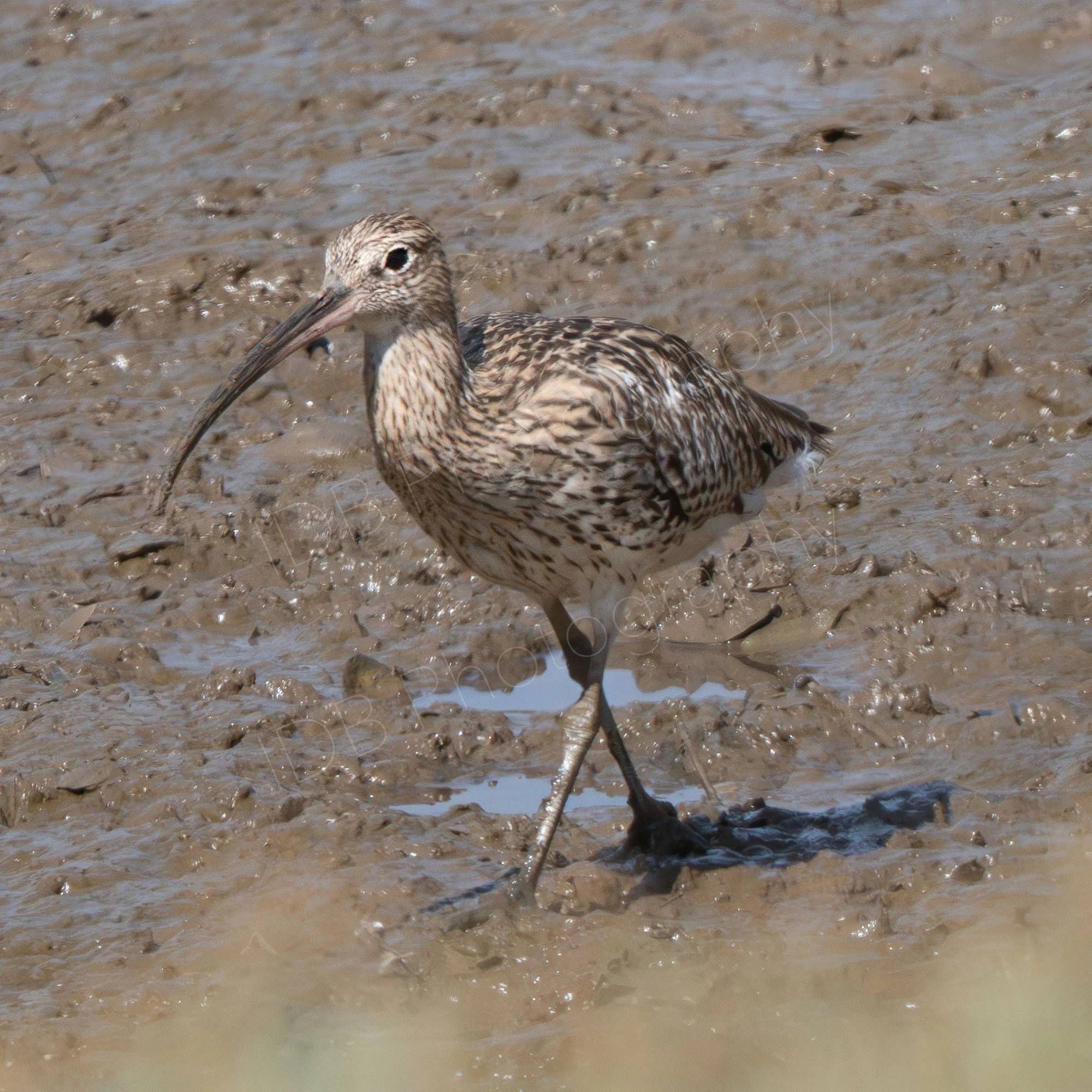 Eurasian Curlew (Numenius arquata)  on a muddy river bank , hazy grass in the foreground. Titchwell Marsh, Norfolk, UK.