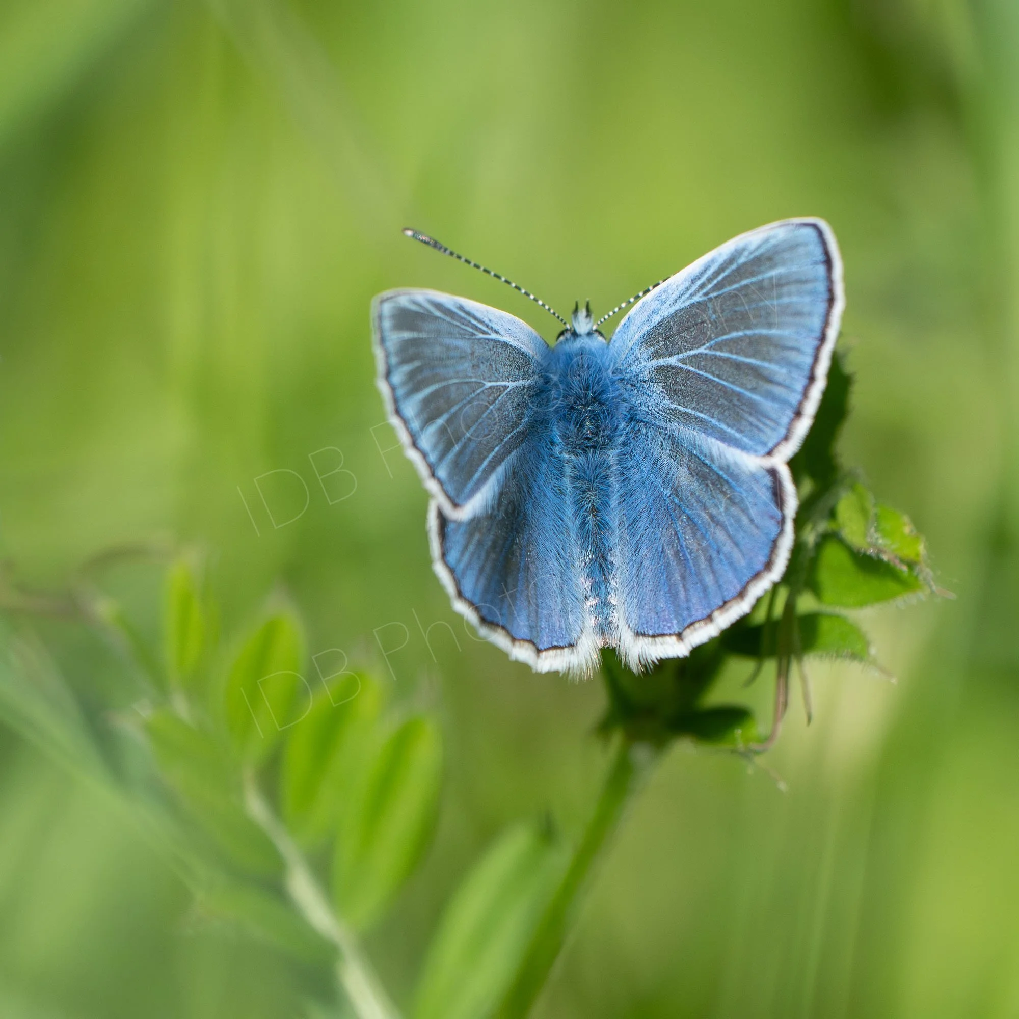 A male Common Blue butterfly (Polyommatus icarus) with wings wide open on a small branch of wild flower; lovely green bokeh background. Rye Harbour, Kent, UK.