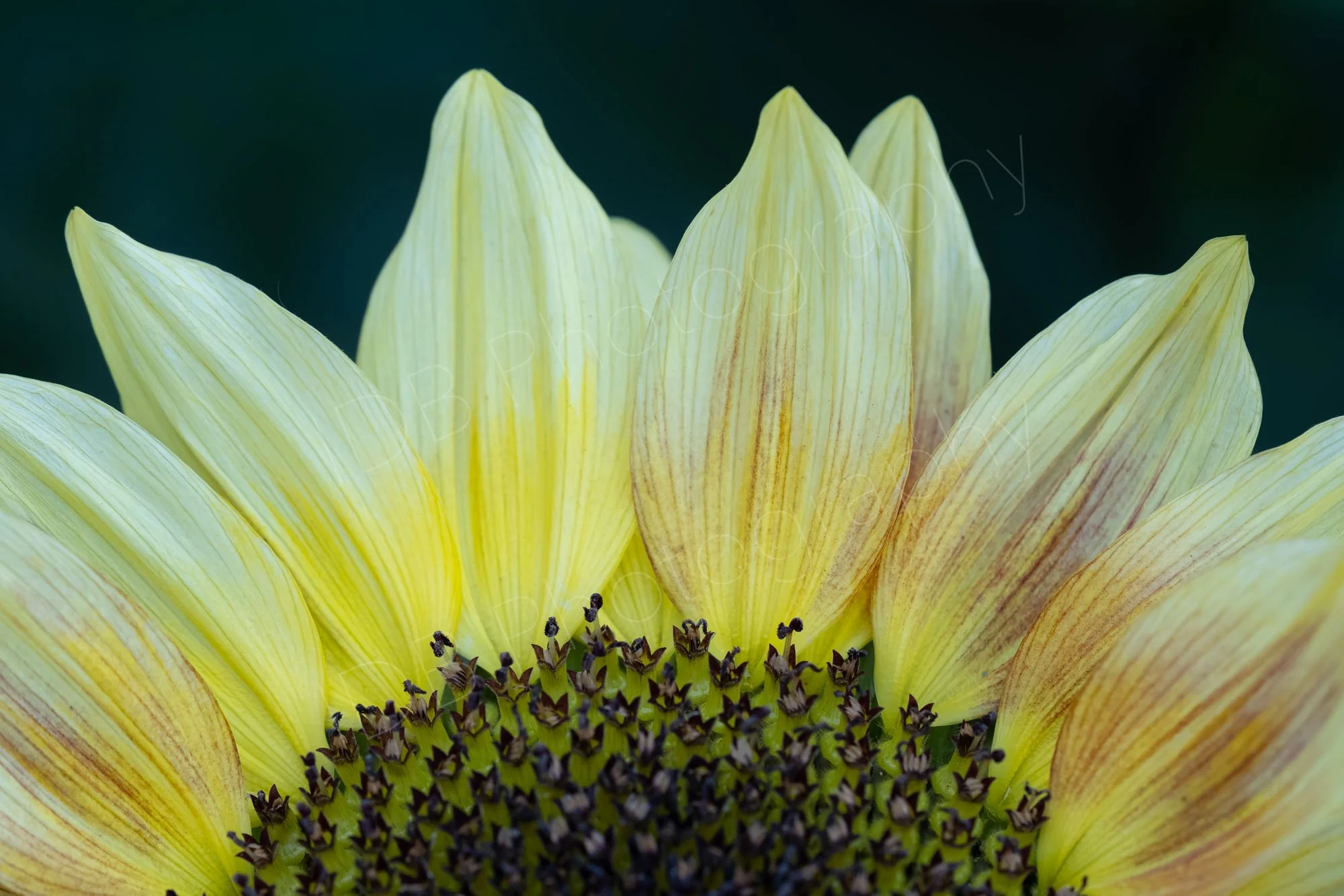 A close-up of a section of a pale yellow and bicoloured sunflower head (Helianthus annuus)  on a dark green background; Gloucestershire, UK.