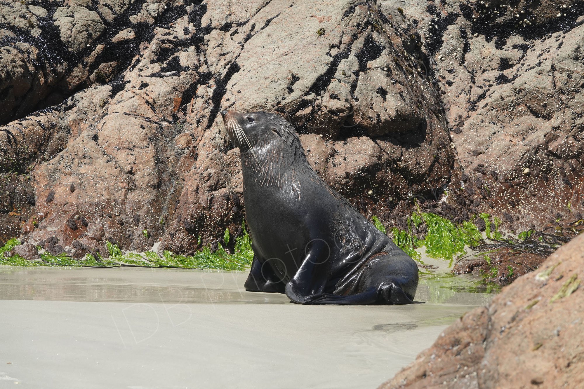 New Zealand Fur Seal sitting on a sandy beach with rocks behind. Sandfly Bay, Dunedin.