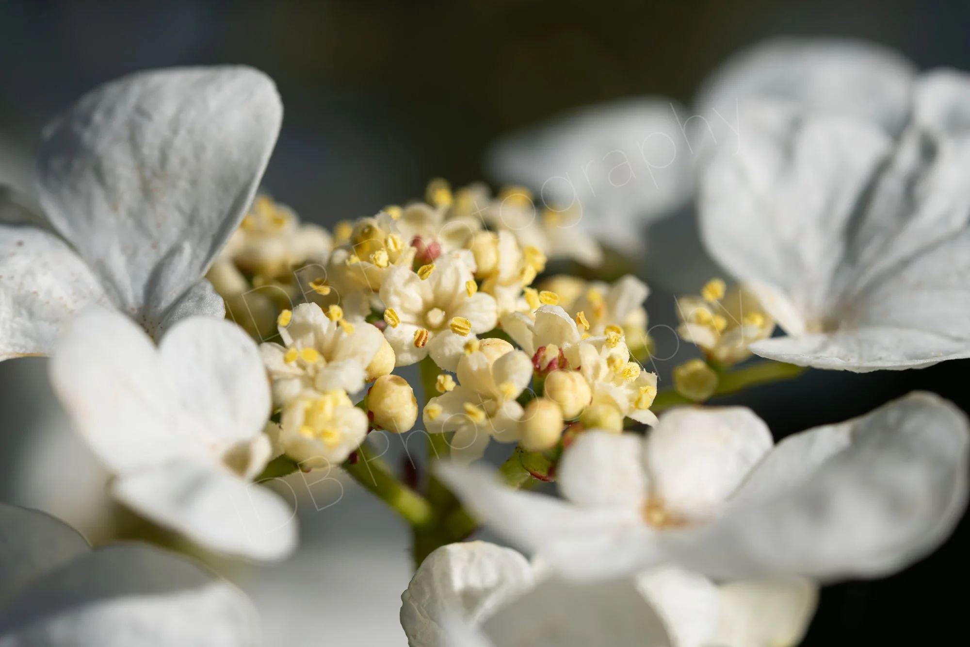 Close up of part of the flower head of Viburnum plicatum, with open florets. Kent, UK.