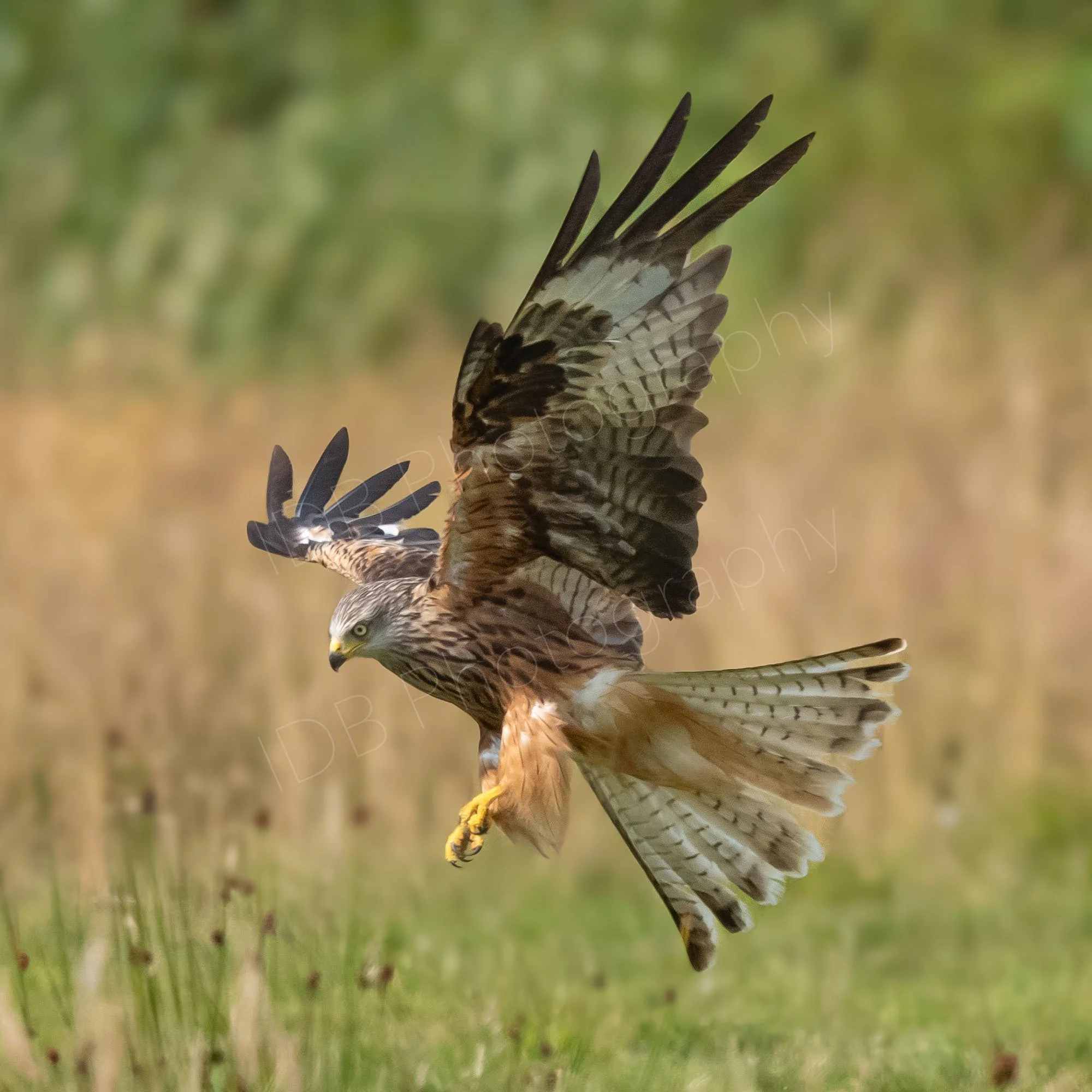 Red Kite (Milvus milvus) coming in to land, talons extended, wings pointing upwards in a V shape beige and green blurred background. Gigrin Farm, Rhayader, Powys.