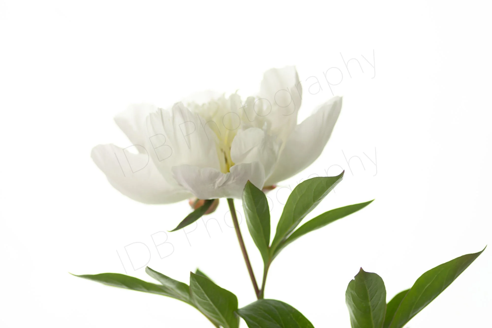 A white peony flower stem, Paeonia lactiflora Immaculée, with green leaves on a white background. White on white. 