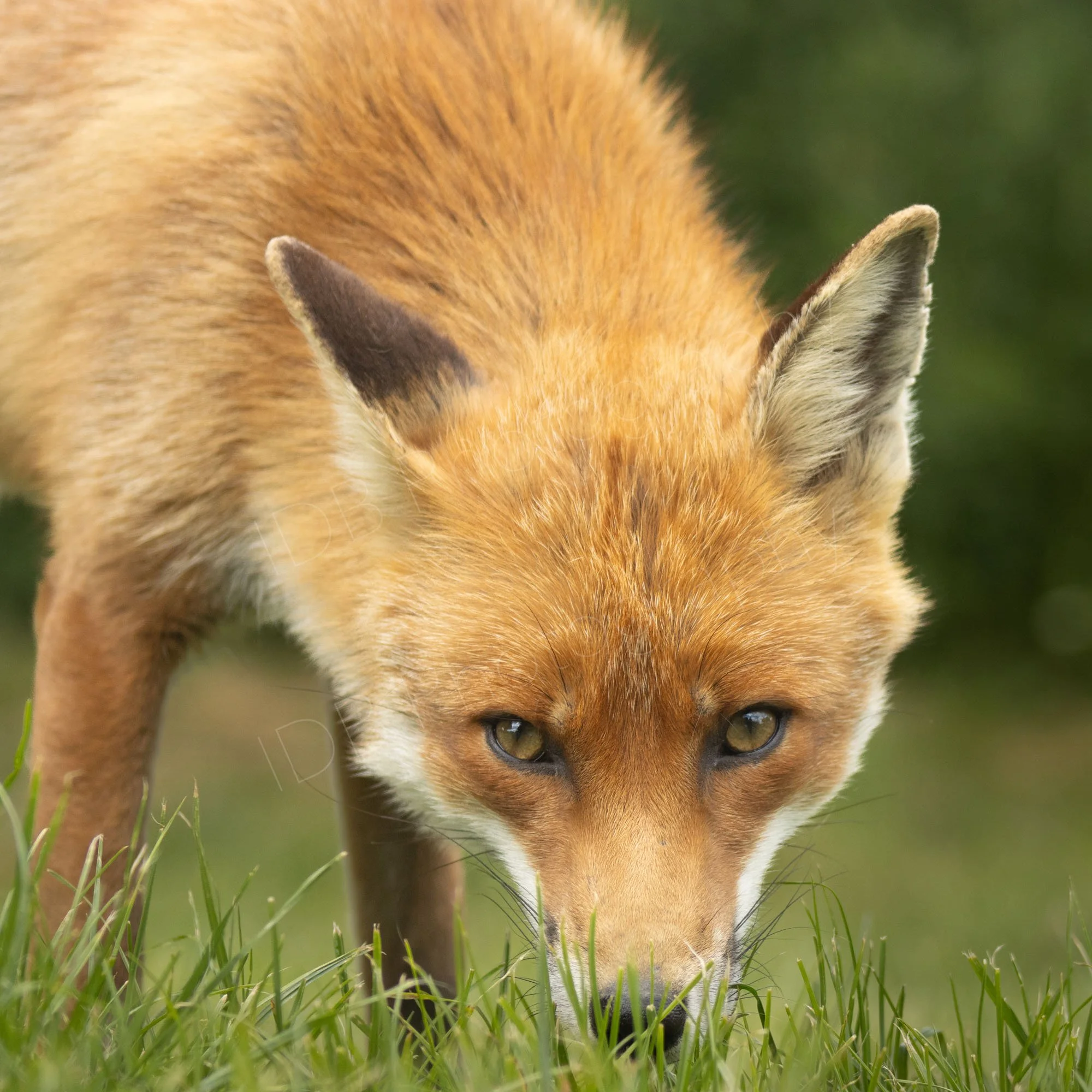 Low down image of Red Fox with nose to the grass facing the camera, East Sussex, UK.