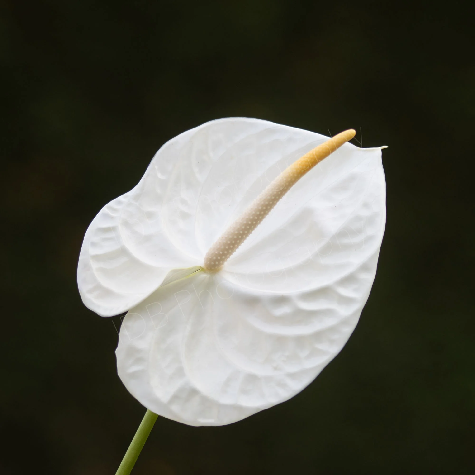 A white Anthurium andraeanum (probably Whisper) showing the spathe and flower spike on a black background. Square image.