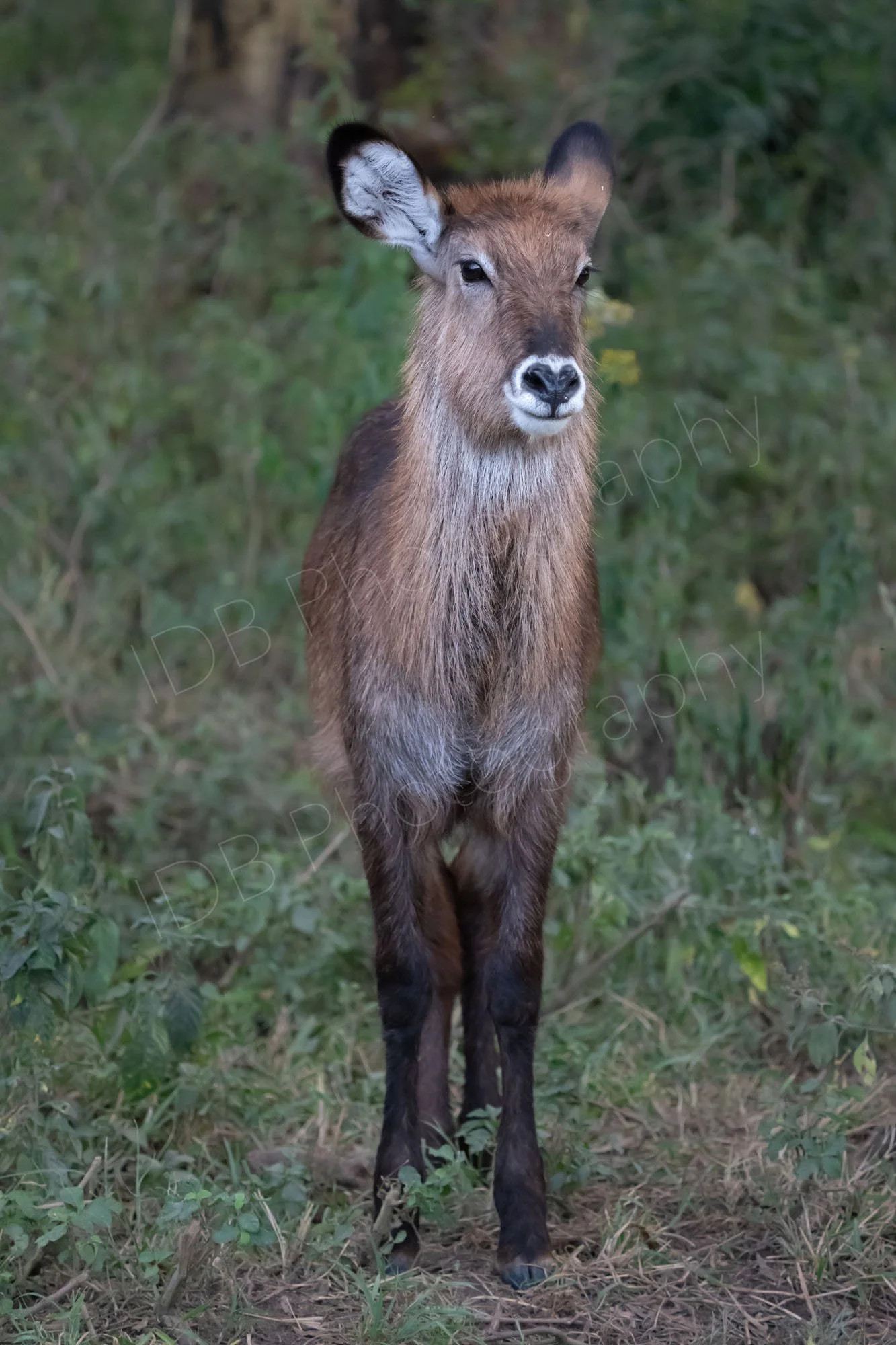 Inquisitive young Waterbuck, facing camera, woodland backdrop, Lake Nakuru, Kenya.