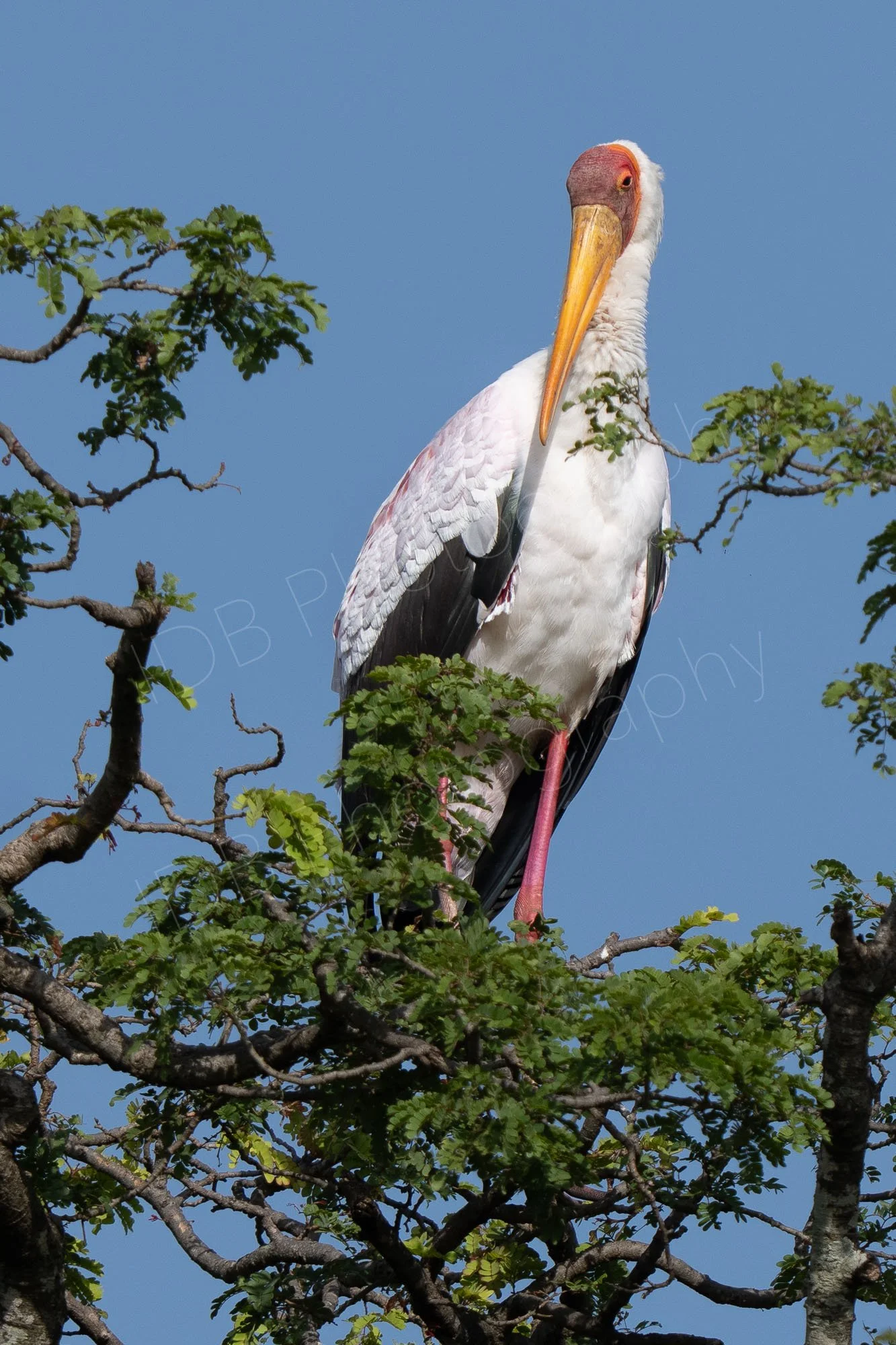 Yellow-billed stork (Mycteria ibis)  sitting on a tree with blue sky background in Masai Mara, Kenya.