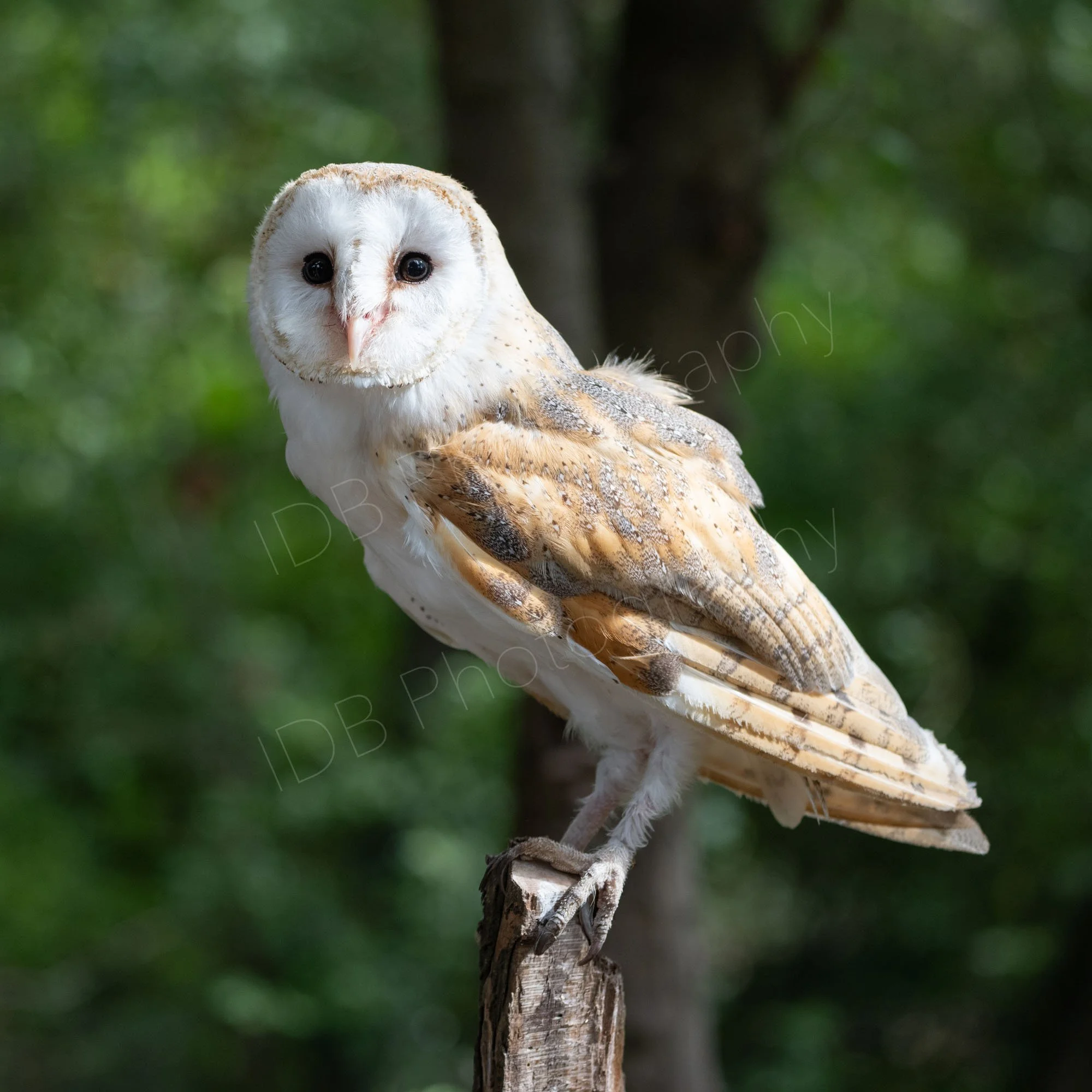 A Barn Owl (Tyto alba)  perched on a fence post  facing the camera, with a green and brown wooded background, in Kent, UK.