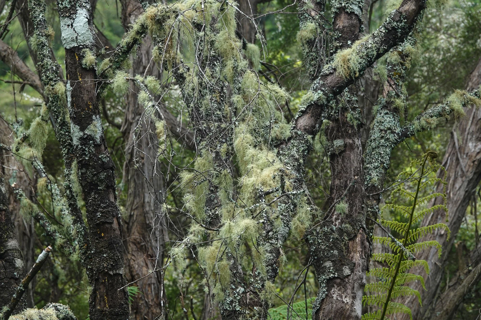 Trees covered in lots of light green lichen at Rotorua, New Zealand.