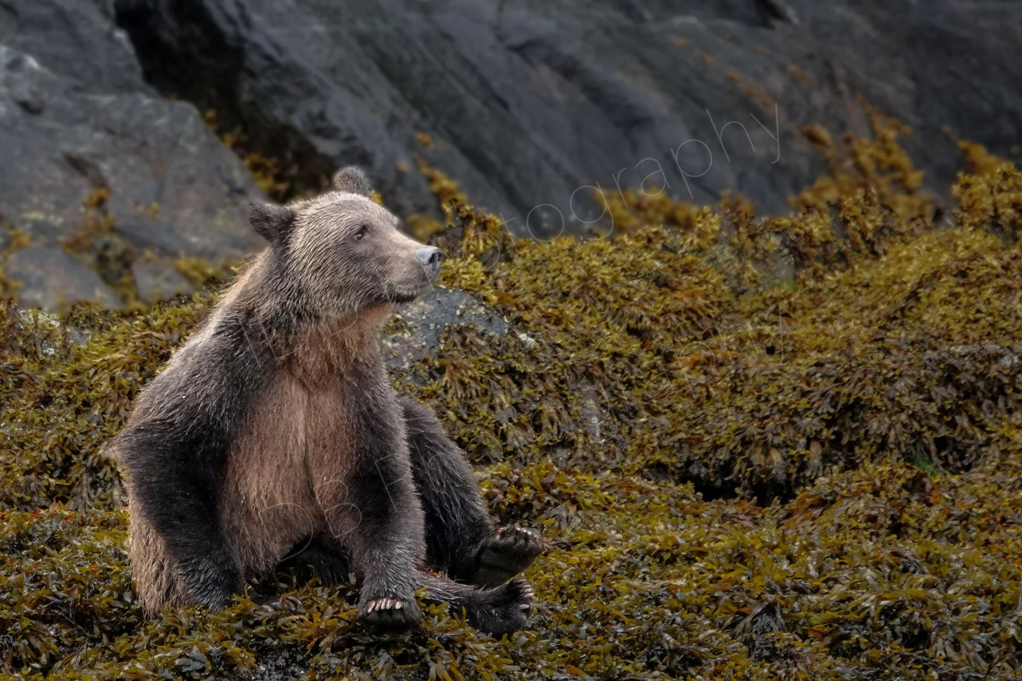Grizzly Bear sitting on a bed of seaweed with rock face in background, in the Great Bear Rainforest, British Columbia, Canada.