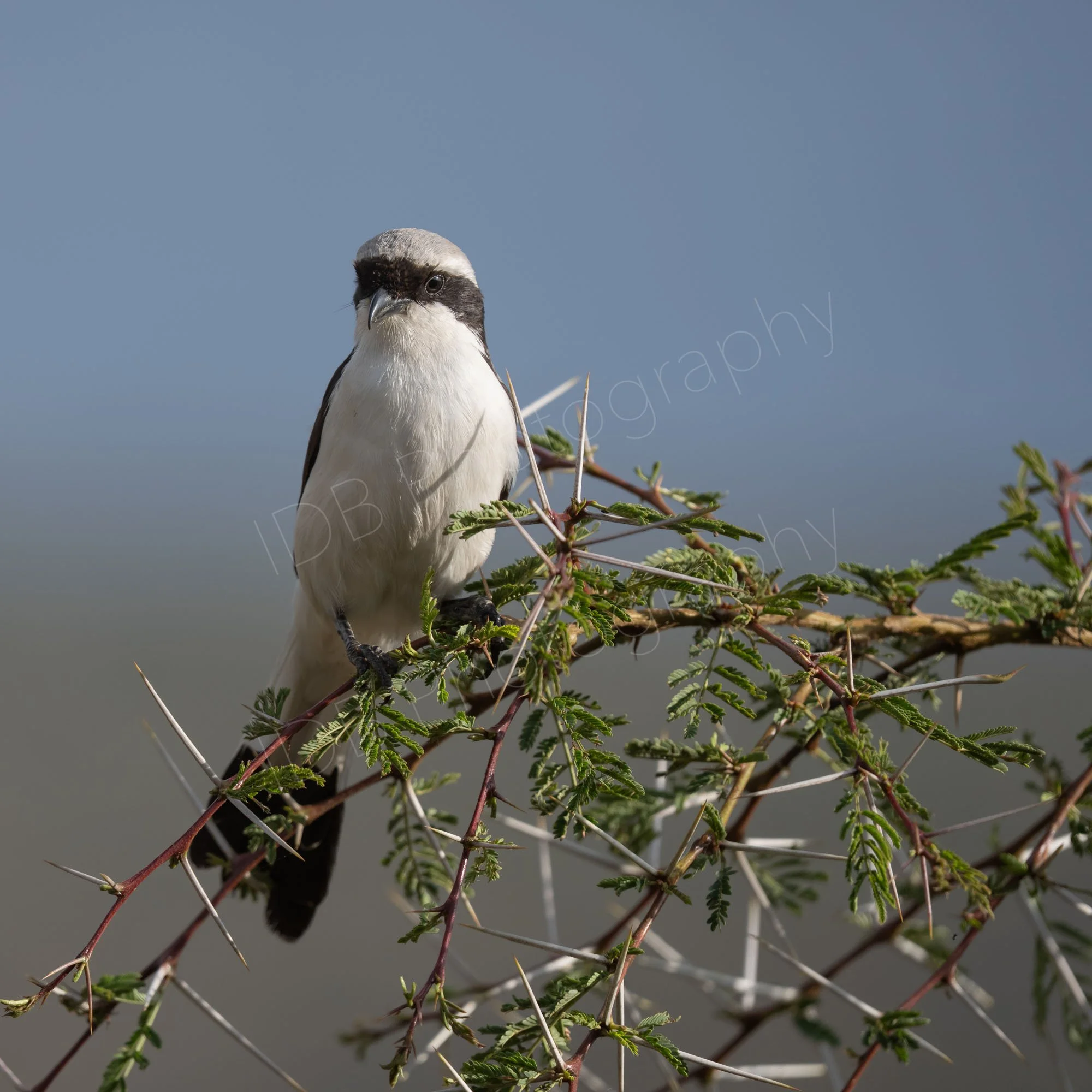 Grey-backed Fiscal (Lanius excubitoroides), facing camera, on a shrub,  Lake Nakuru, Kenya