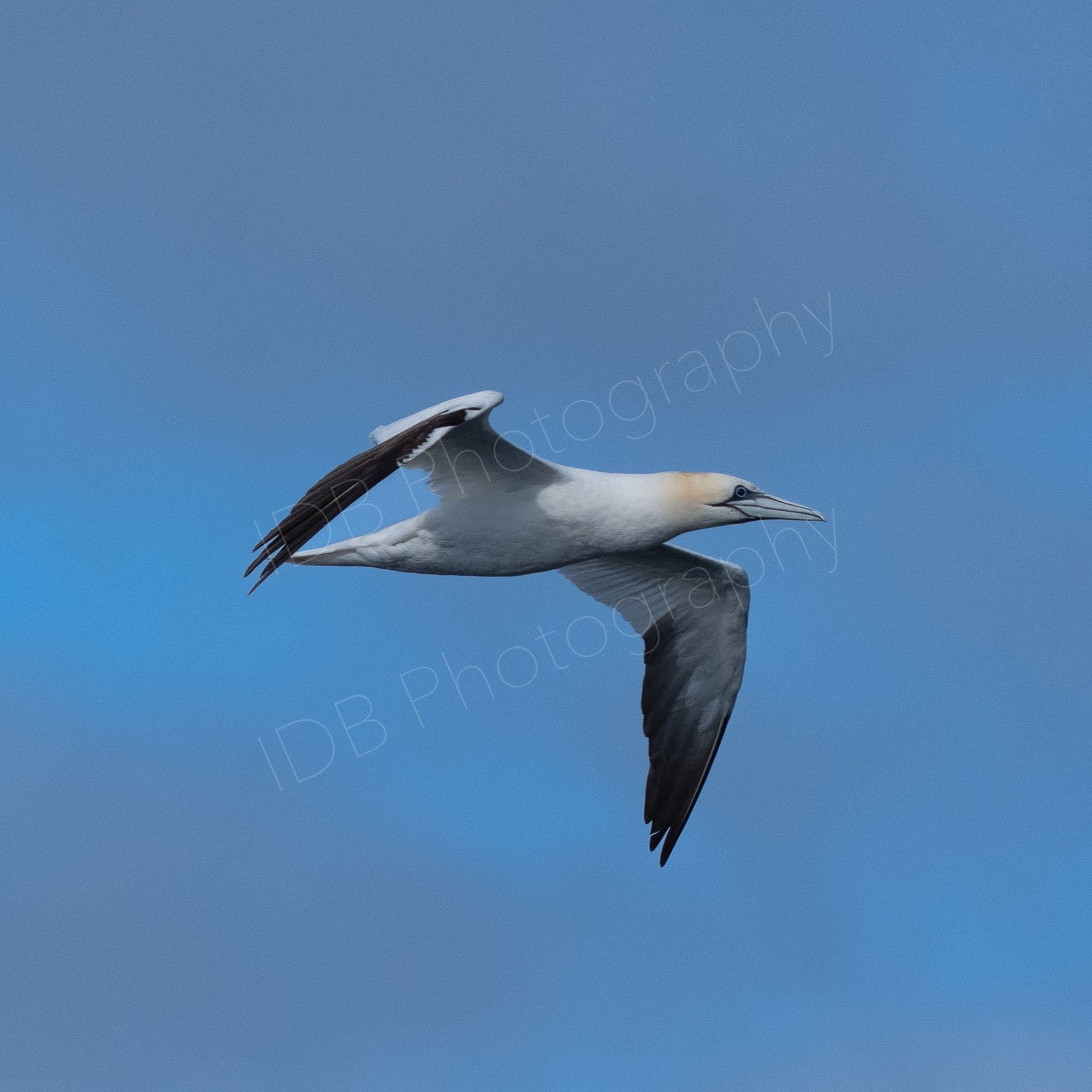 A Northern gannet (Morus bassanus) in flight, Northumberland, UK.