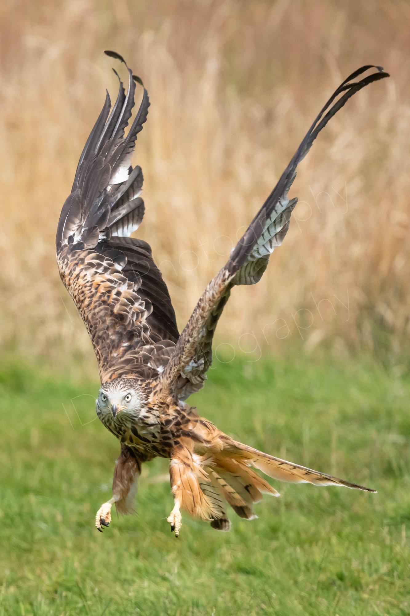 Red Kite (Milvus milvus) facing the camera coming in to land, talons extended, wings pointing upwards in a V shape beige and green blurred background. Gigrin Farm, Rhayader, Powys.