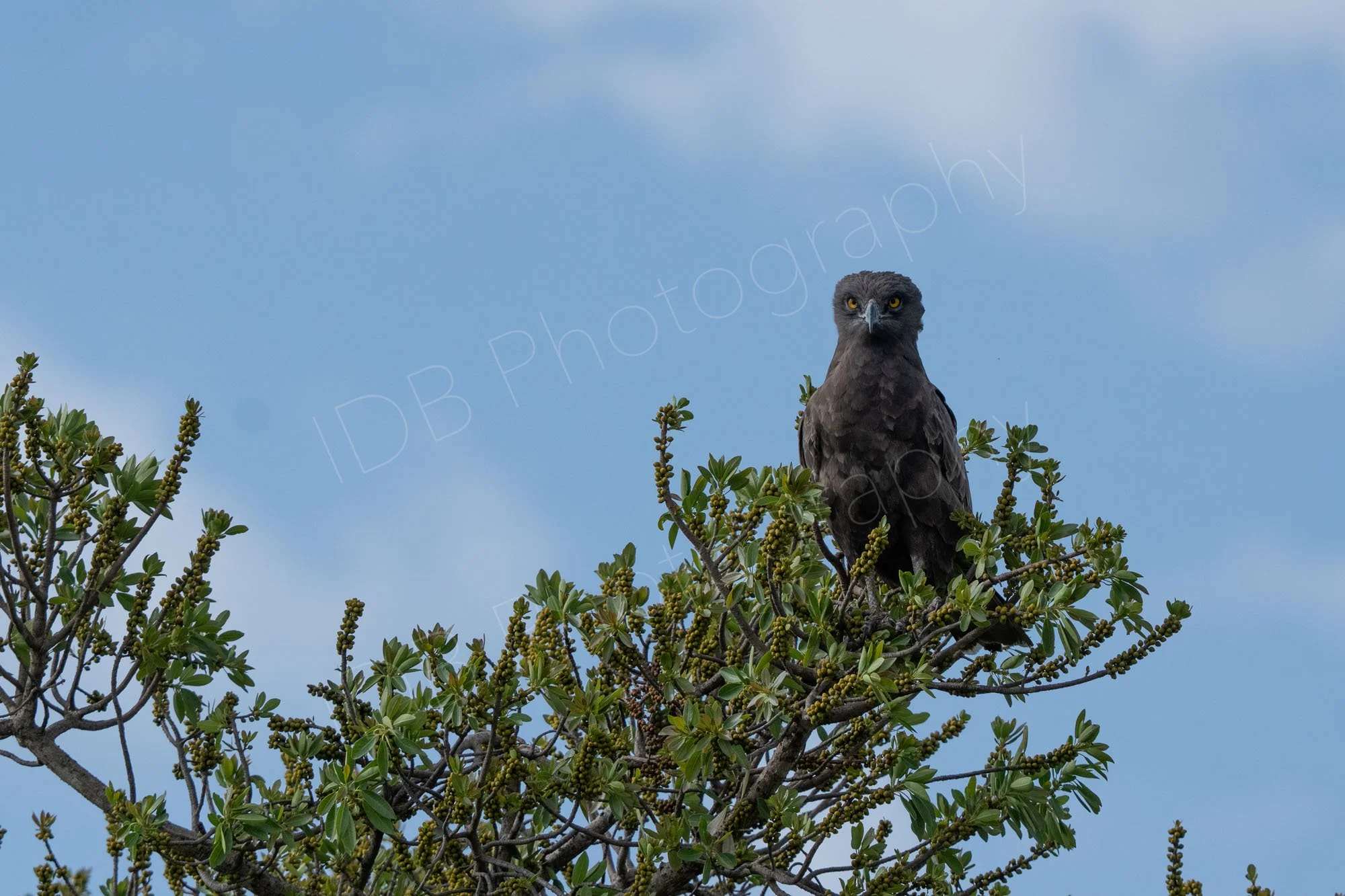 Brown snake eagle (Circaetus cinereus) sitting on top of a tree with cloudy blue sky background. Masai Mara, Kenya.