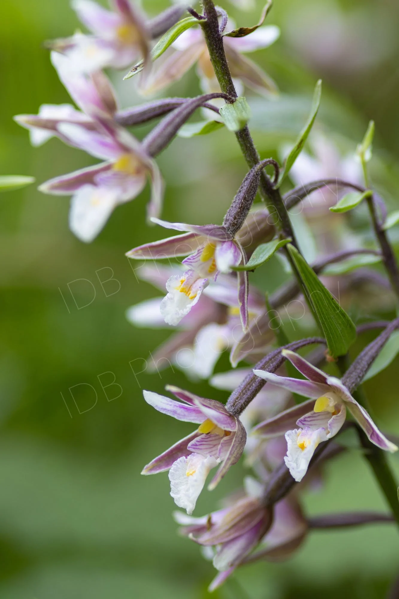 Marsh Helleborine stem with flowers, green bokeh background. Rye Harbour, East Sussex, UK.