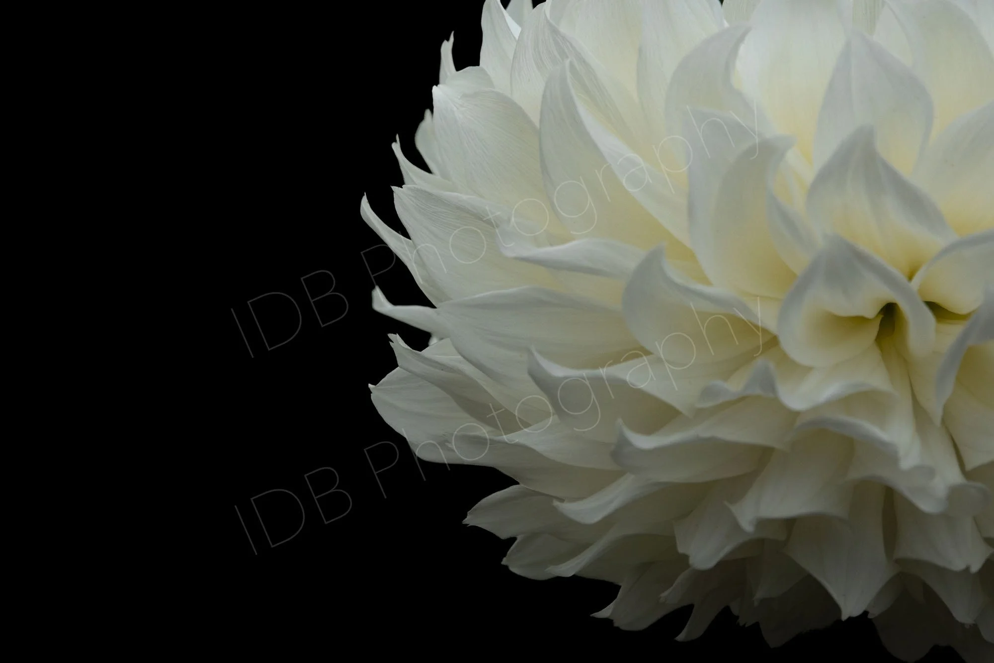 A downward facing white dahlia head on a black background. 2.