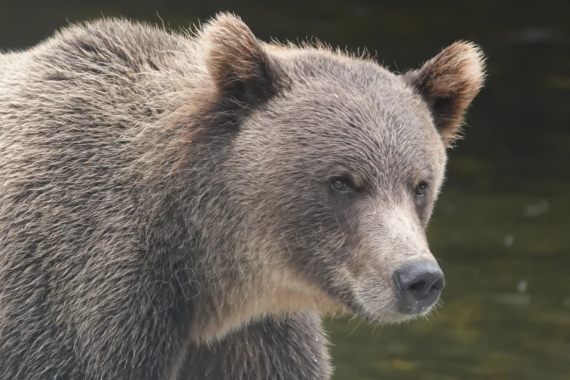 Close up of head and shoulders of a female Grizzly Bear in the Great Bear Rainforest, British Columbia, Canada.