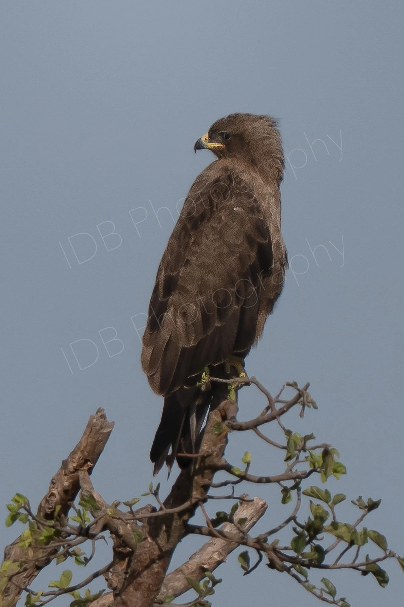Yellow-billed kite (Milvus aegyptius) perched on a tree-top with head turned behind, greyp-blue sky background in Masai Mara, Kenya.