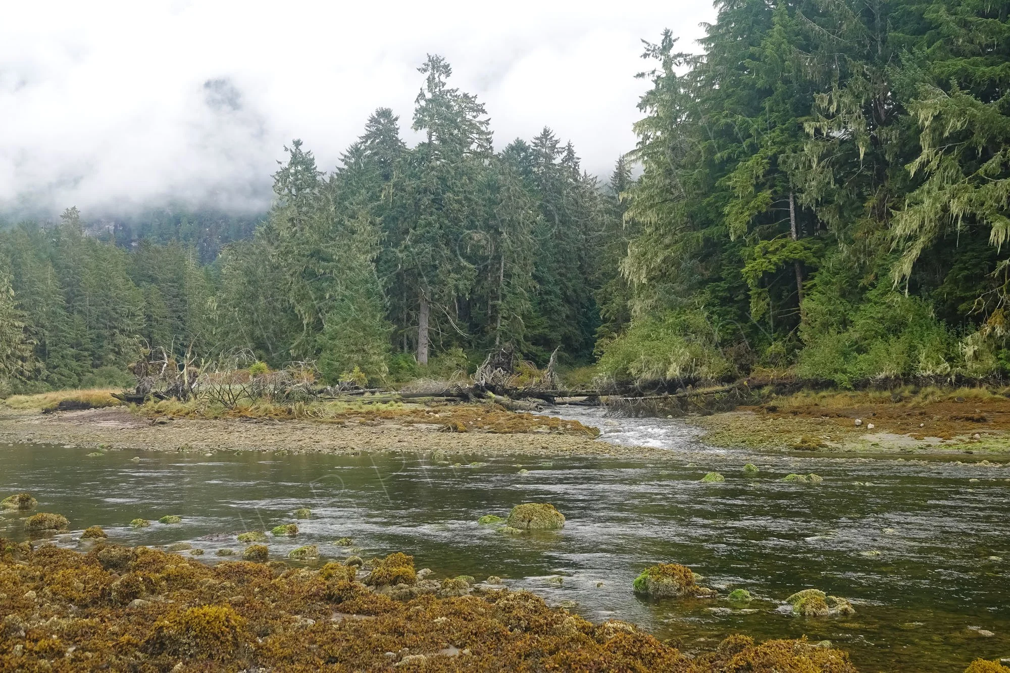 The edge of the Great Bear Rainforest, shallow water in the foreground, dense forest and low cloud in the background. BC, Canada.