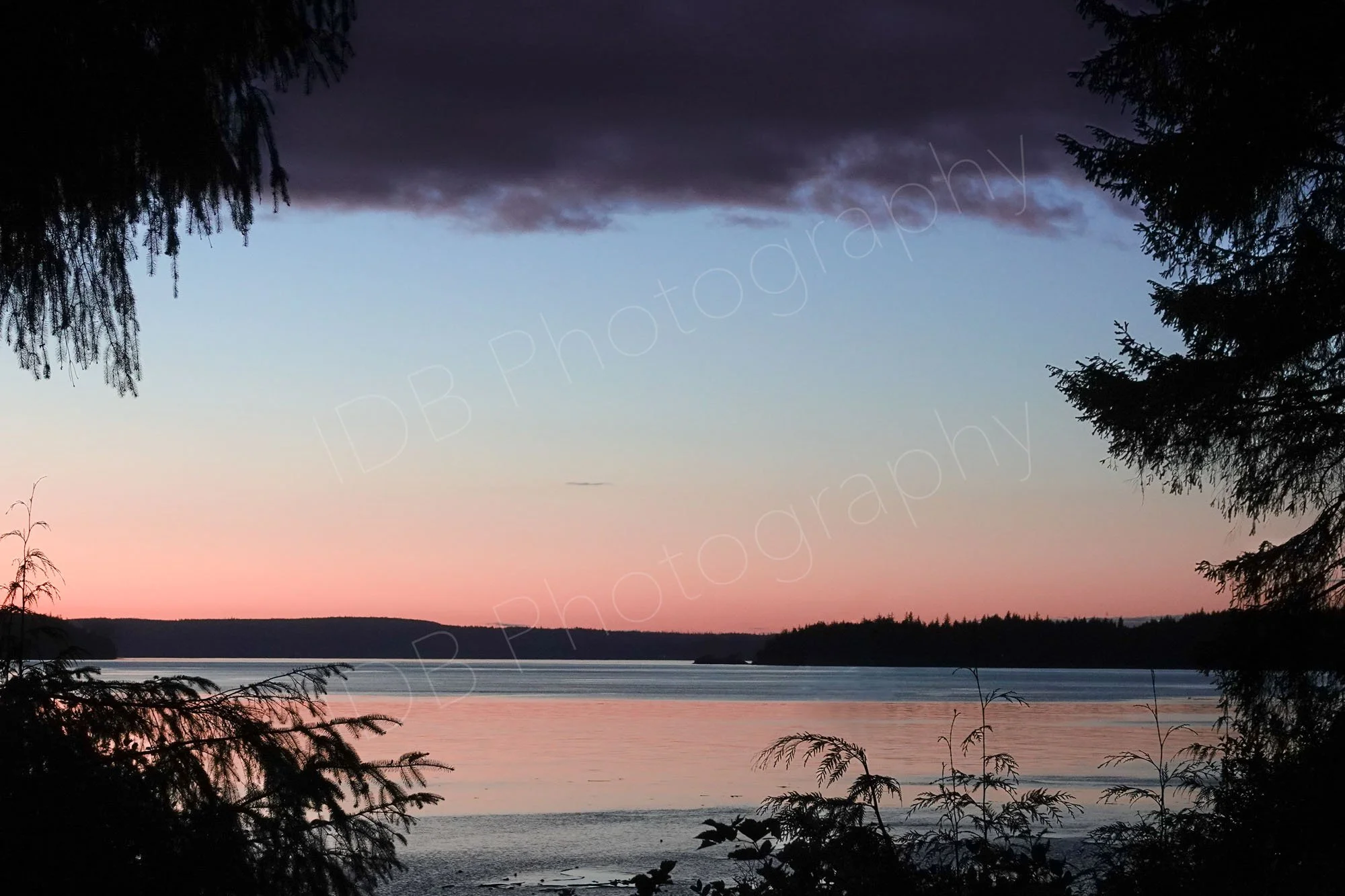 A  twilight scene with a blue and pink gradient sky over a calm body of water, framed by tree silhouettes in the foreground and a distant forested shoreline. Vancouver Island, BC, Canada.