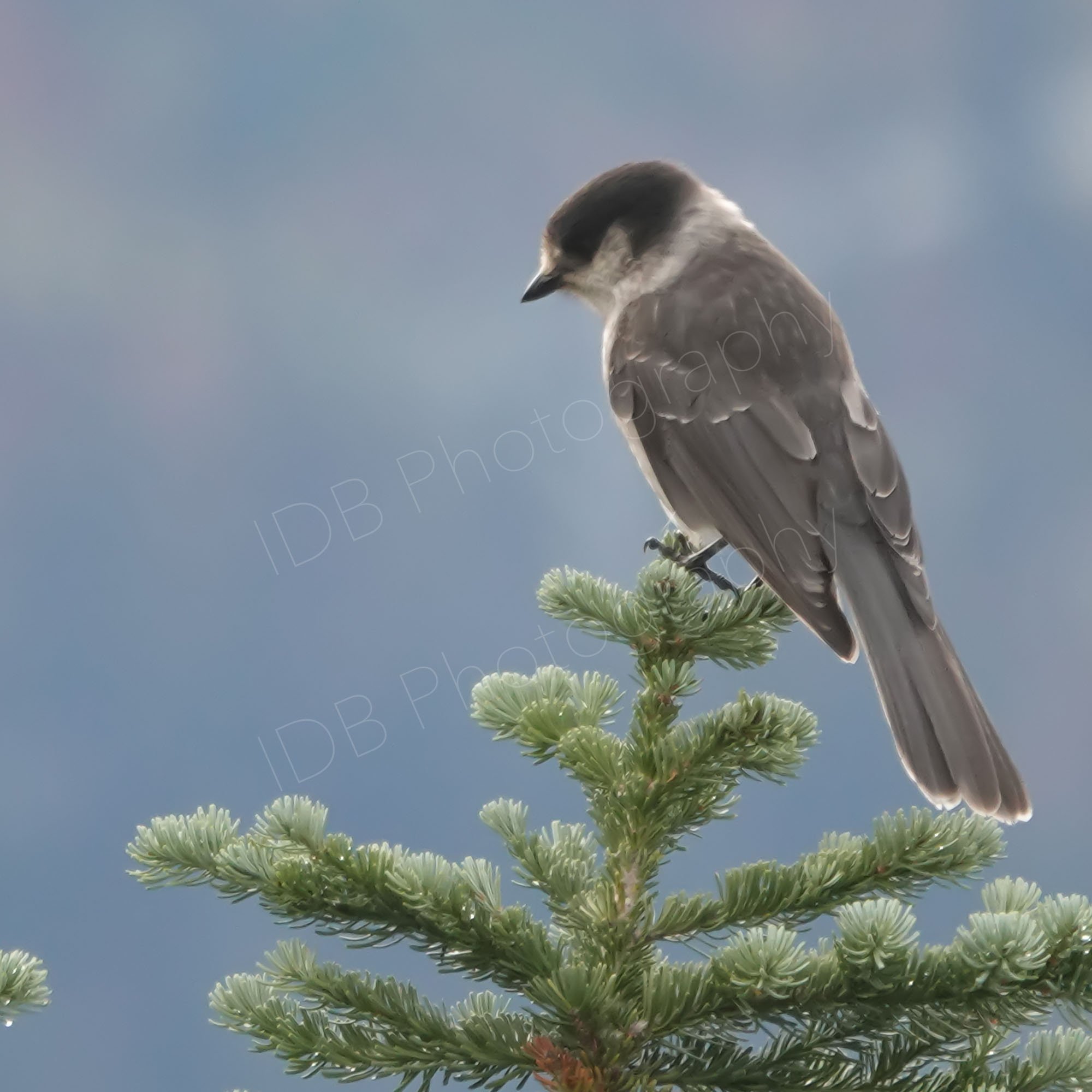 A  Canada jay (Perisoreus canadensis) on top of a low conifer with a hazy grey background. Whistler, BC.