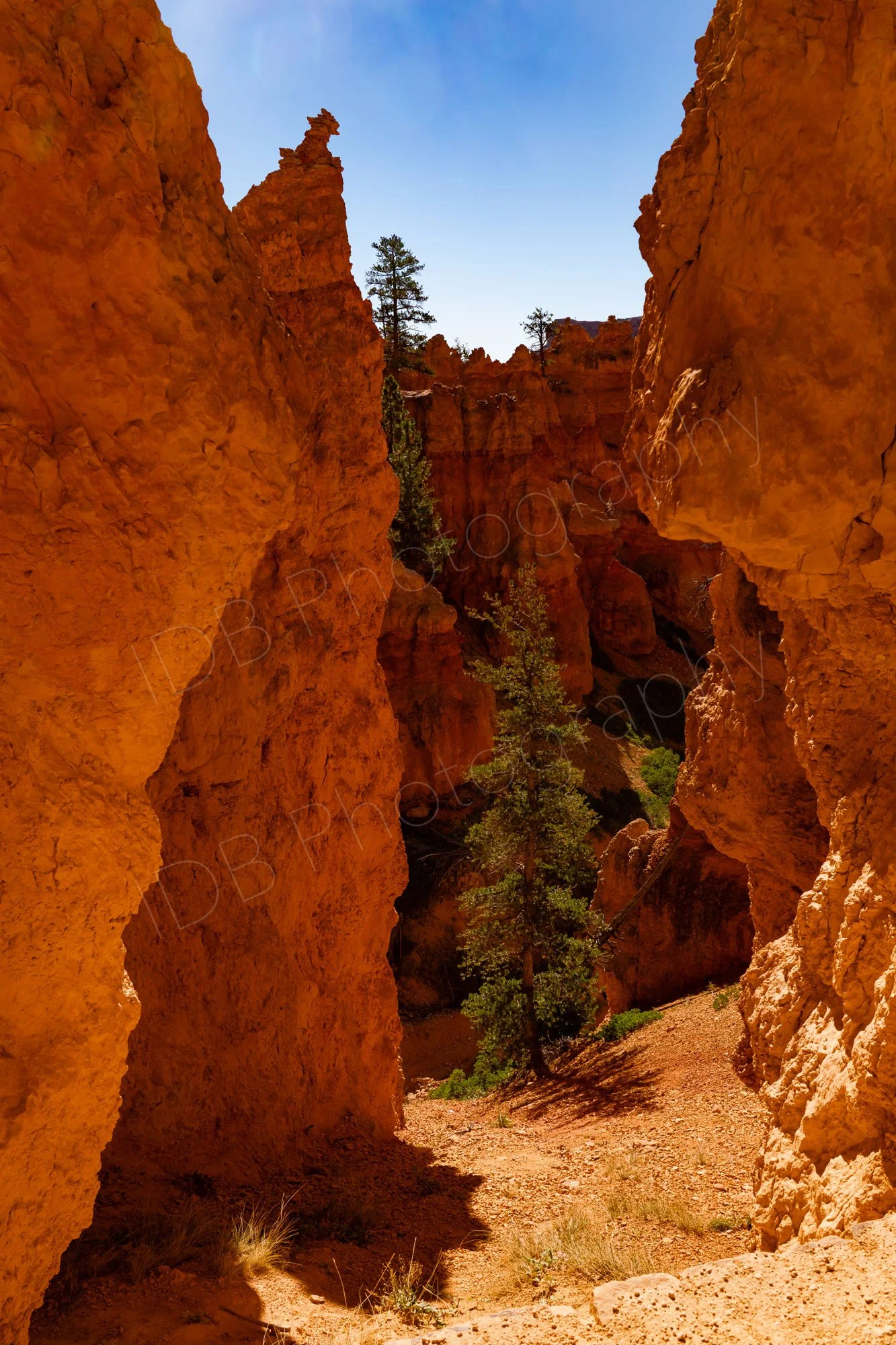 Amongst the stunning hoodoos on a Bryce Canyon, Utah trail a pine tree grows below a blue sky.